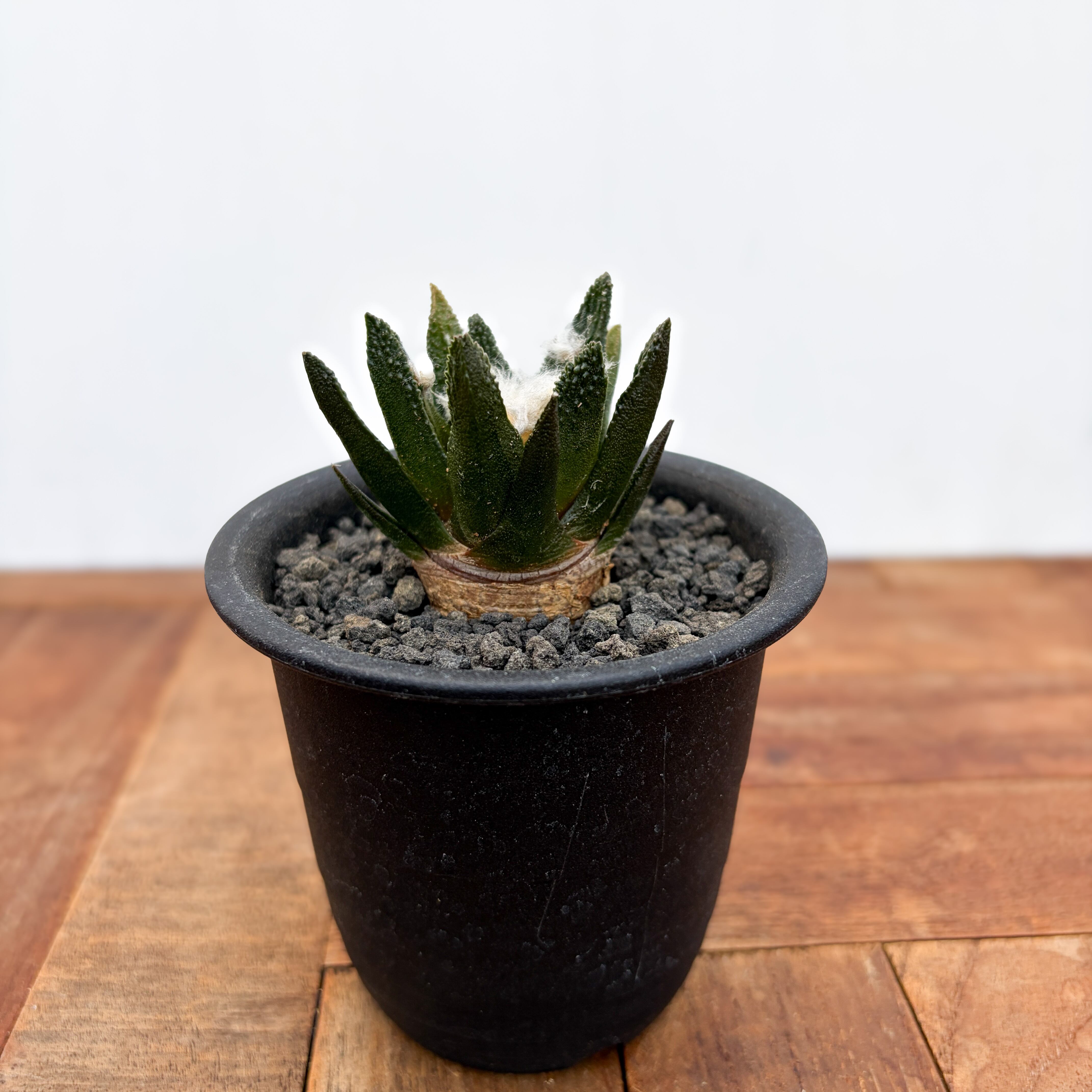 Ariocarpus bravoanus【アリオカルプス・ブラボアナス・実生
