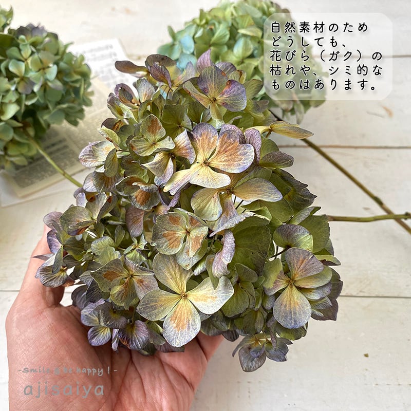 SALE 】秋色あじさい ドライフラワー Mサイズ ステム付き 1輪 【2023  