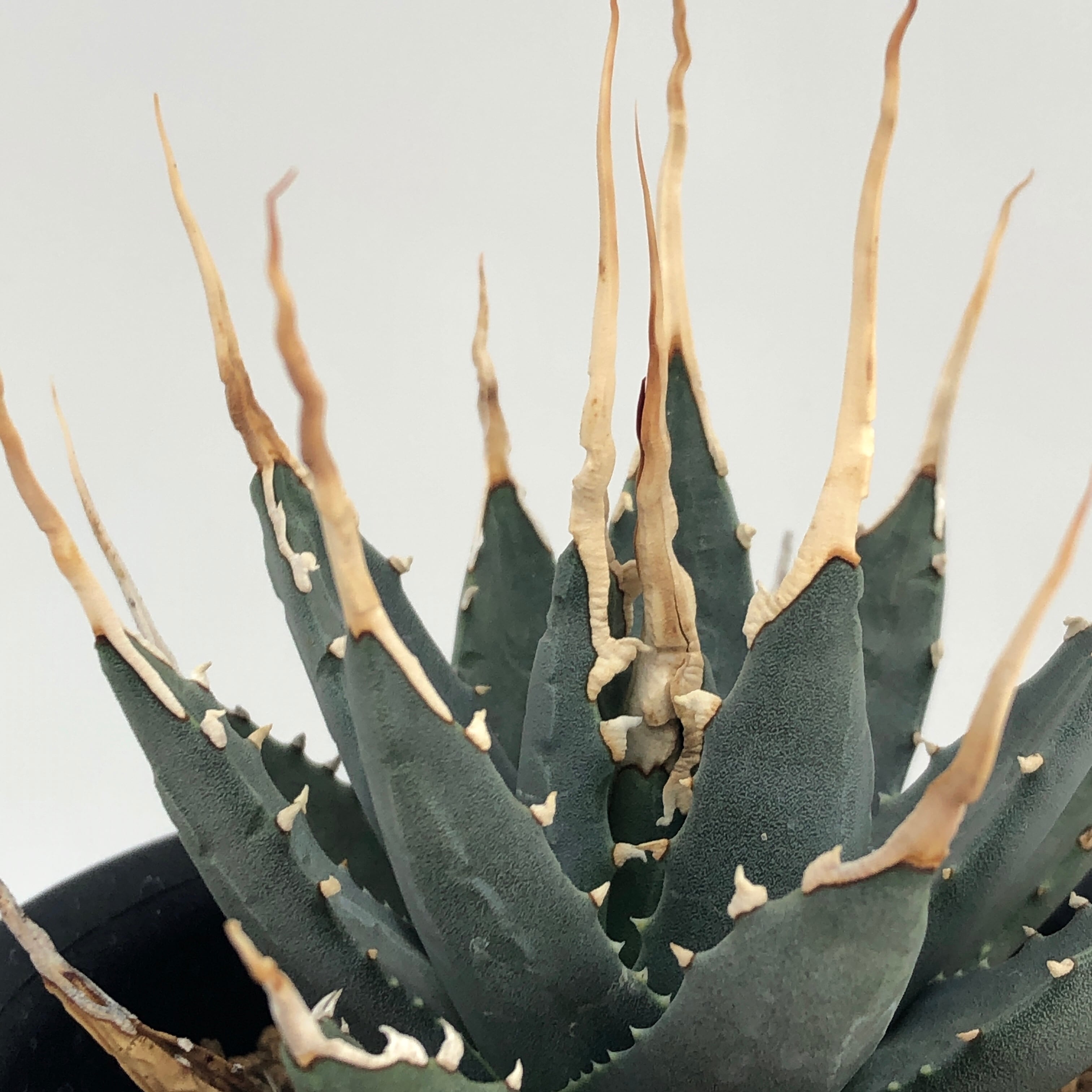 Agave utahensis eborispina | miyudemexico online store