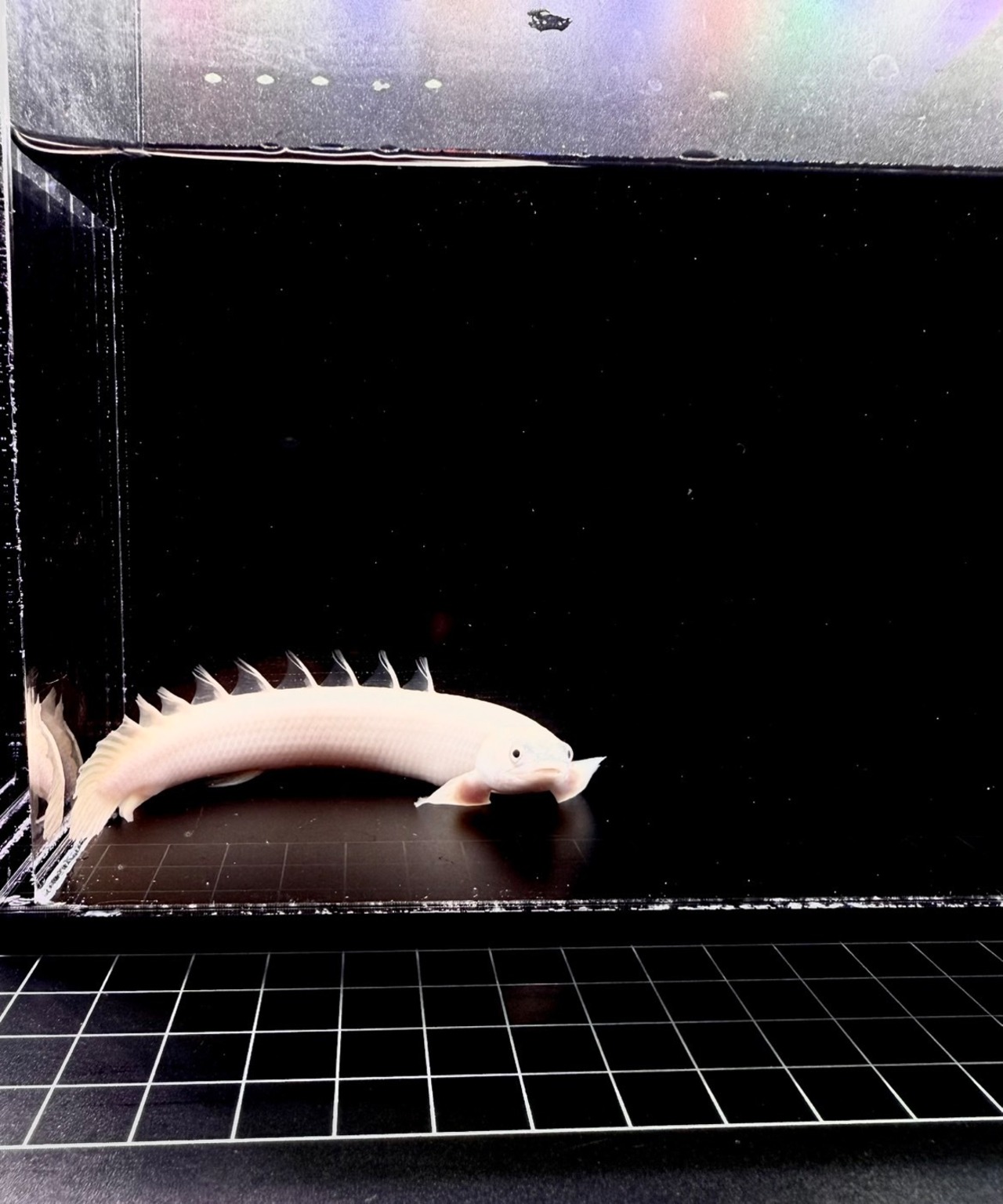 プラチナセネガルスAAAグレード - 4