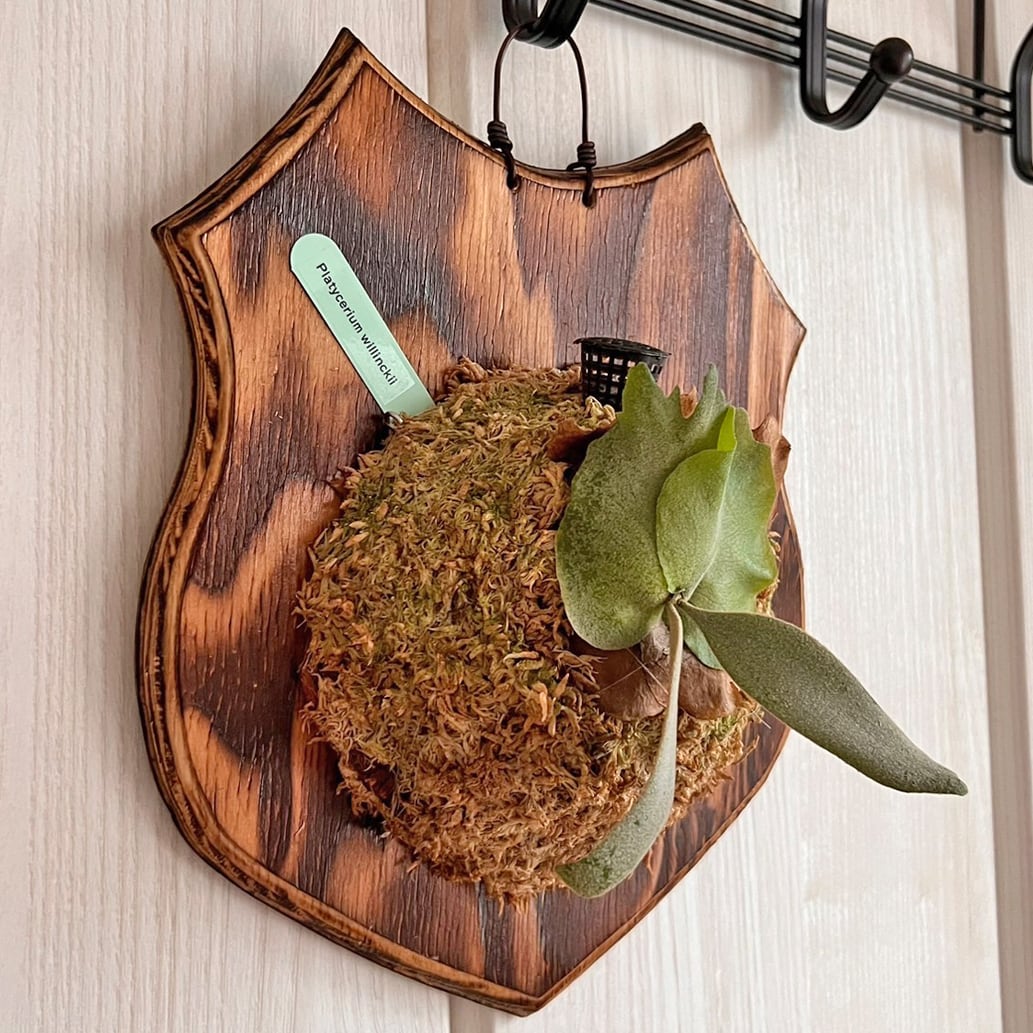 ビカクシダ ウィリンキー 板付 【観葉植物 室内 コウモリラン