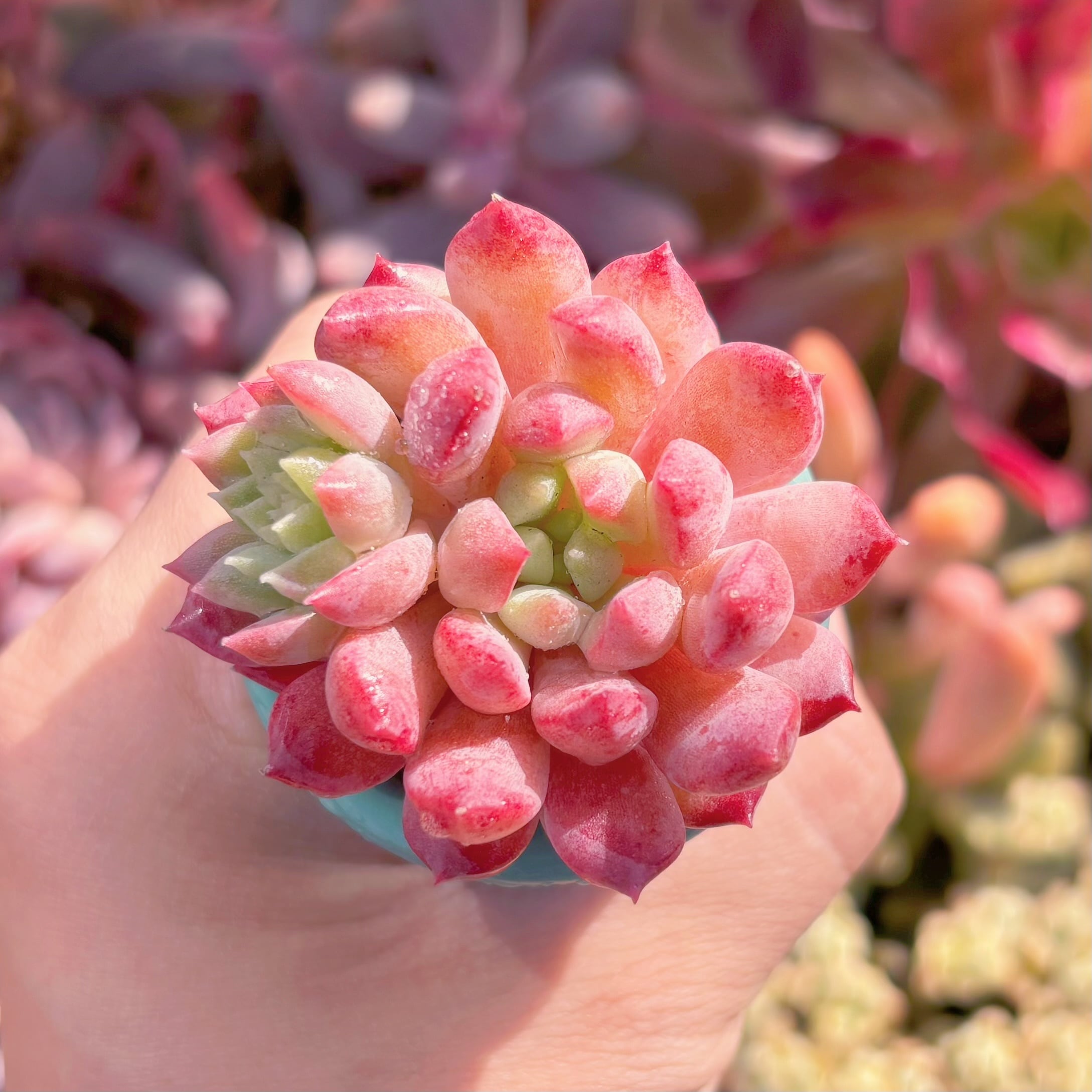 多肉植物　ベビーチーク　新入荷　るる農園