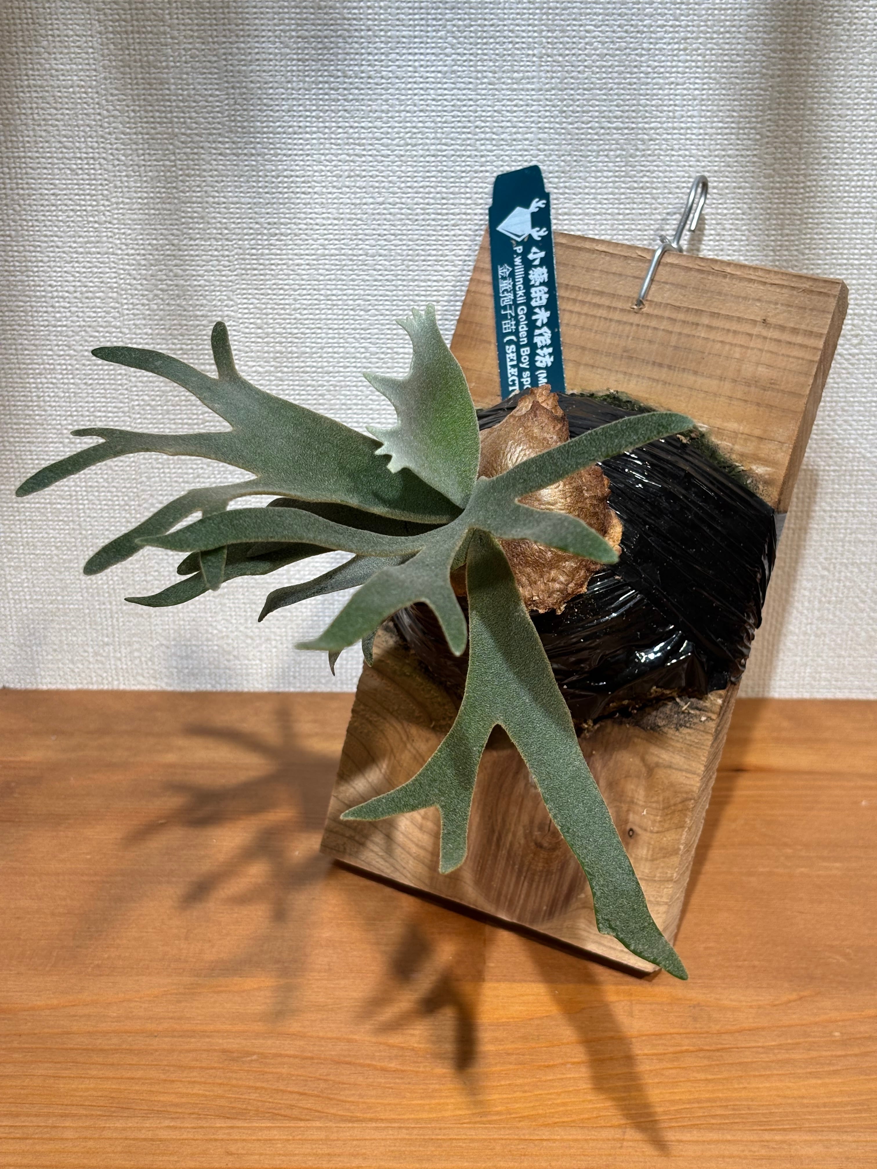 P. willinckii 