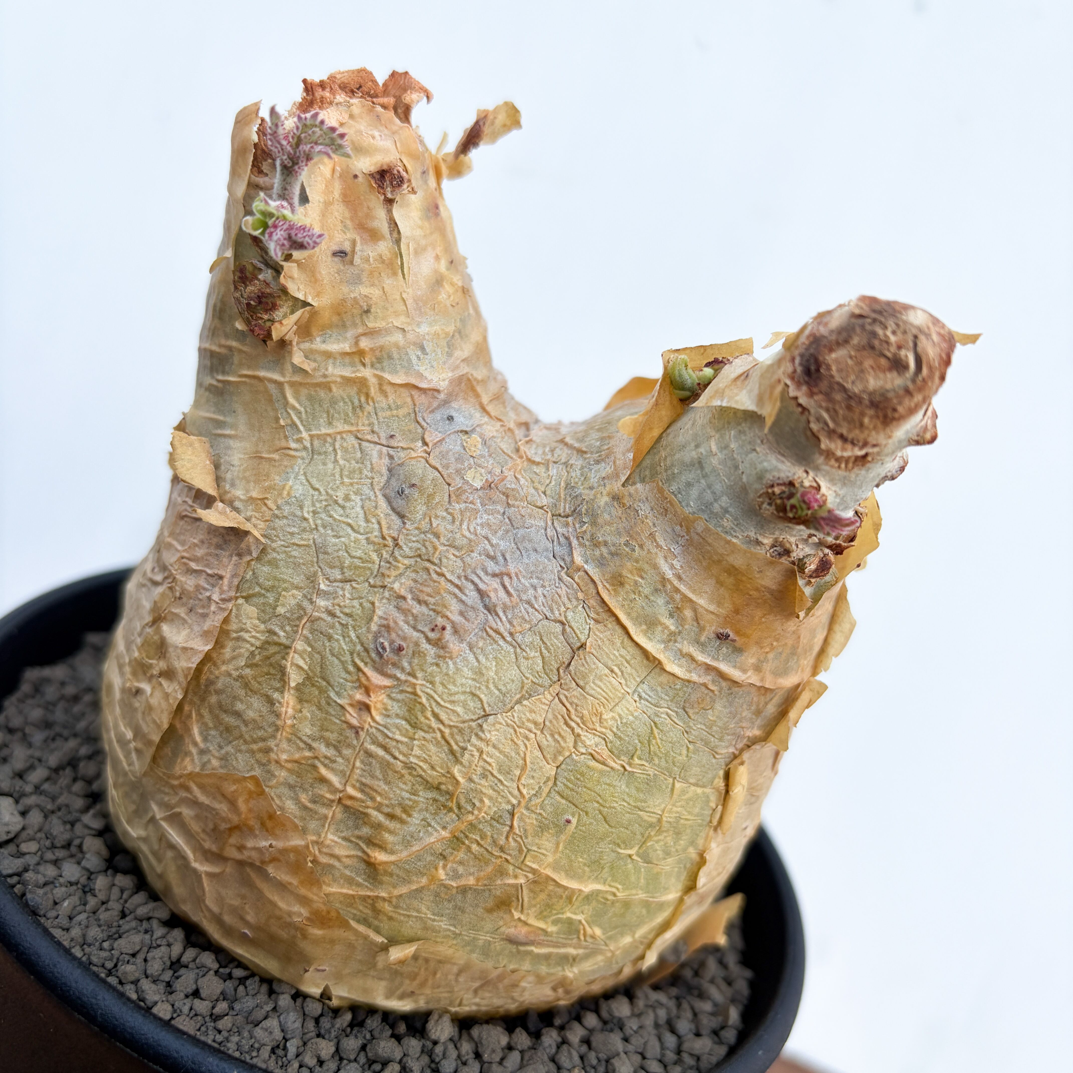 Cyphostemma uter var. macropus【キフォステンマ・ウター・マクロプス