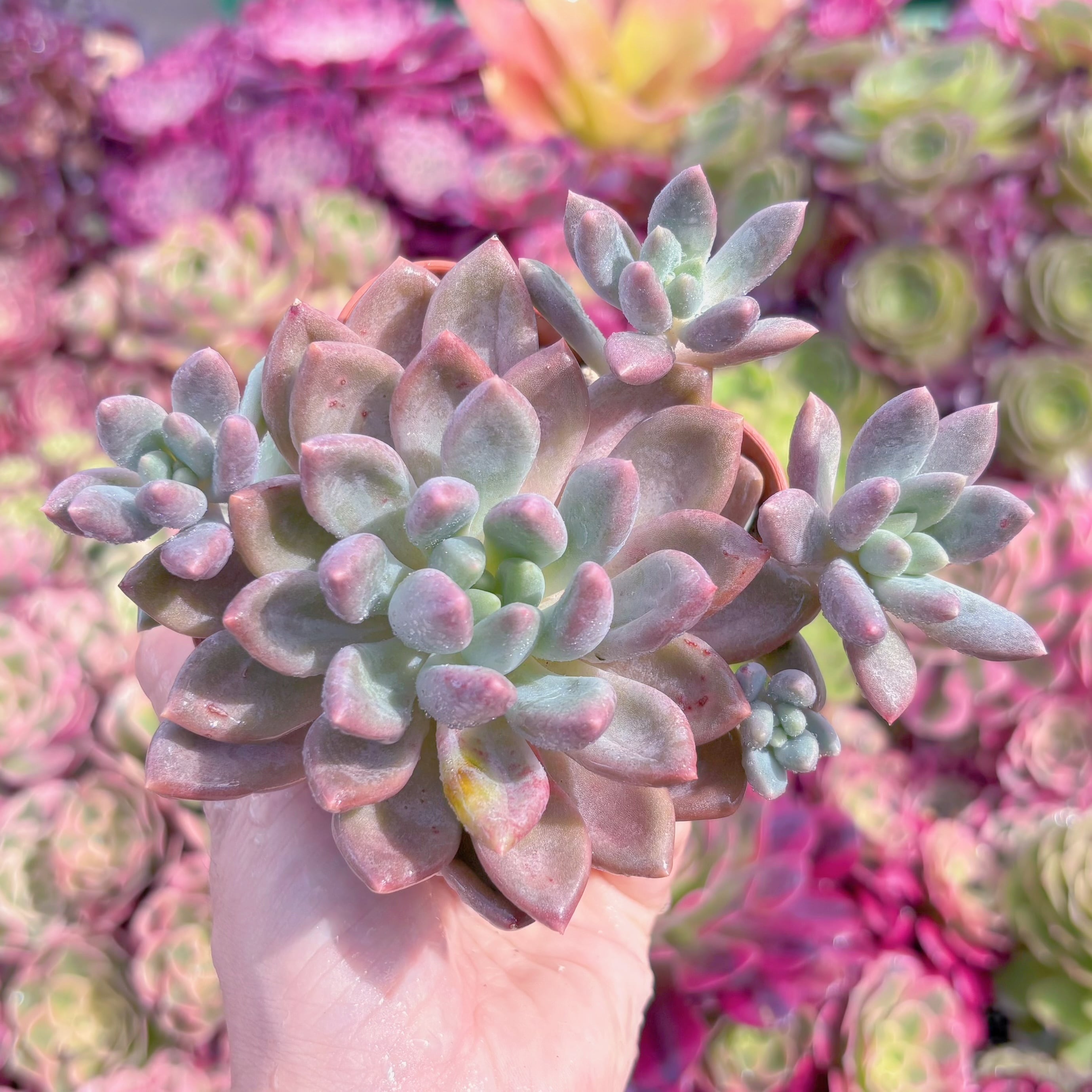 現品　水晶#K043　群生　在庫僅少　るる農園
