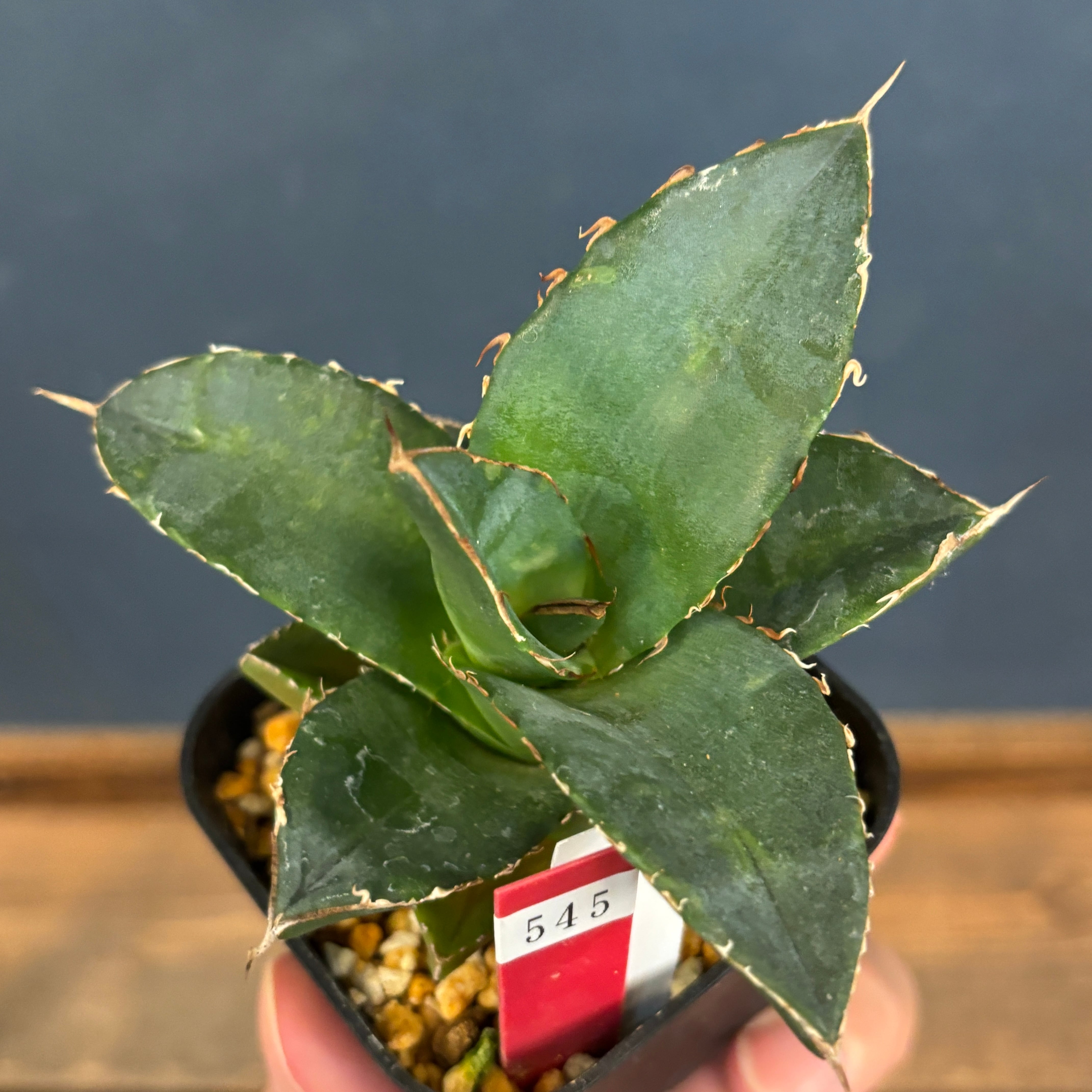 アガベ チタノタ 貔貅【545】 | PROTOLEAF プロトリーフ