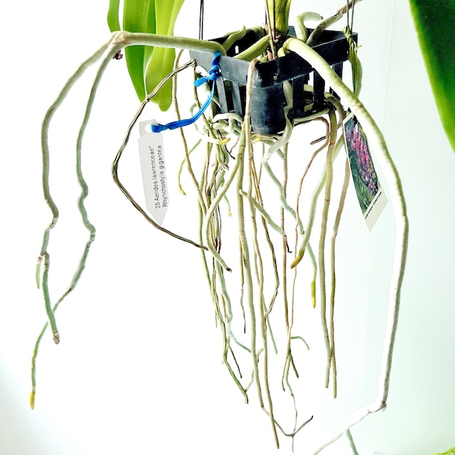 Aerides lawrenciae × Rynchostylis gigantea 洋ラン 観葉植物 calm cafe