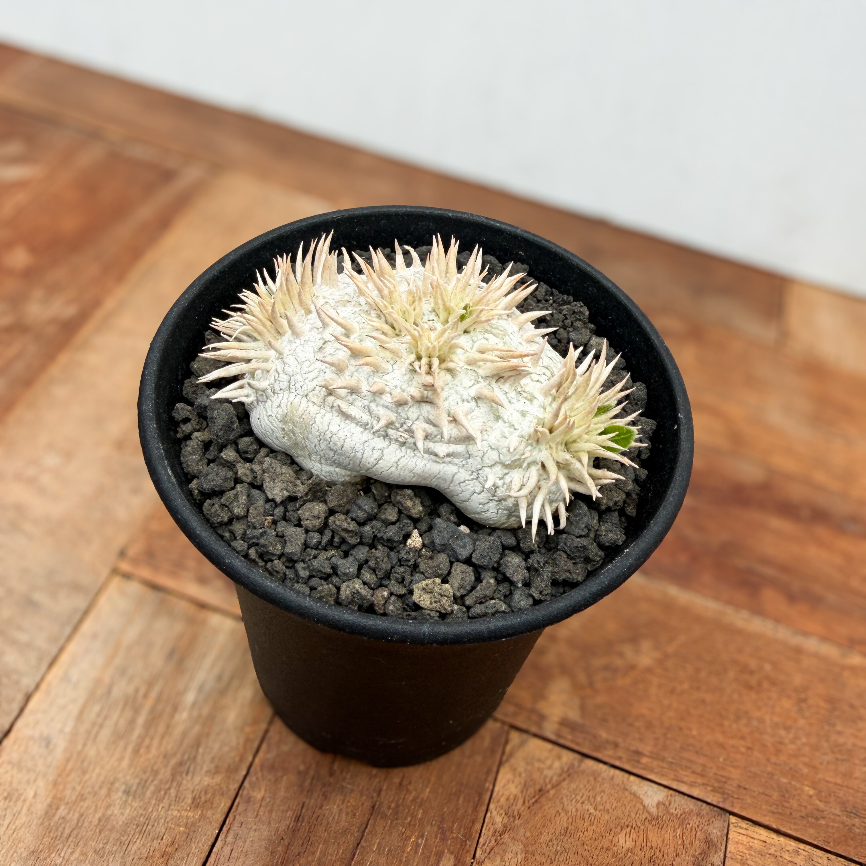 Pachypodium brevicaule ssp . Leucoxanthum【パキポディウム
