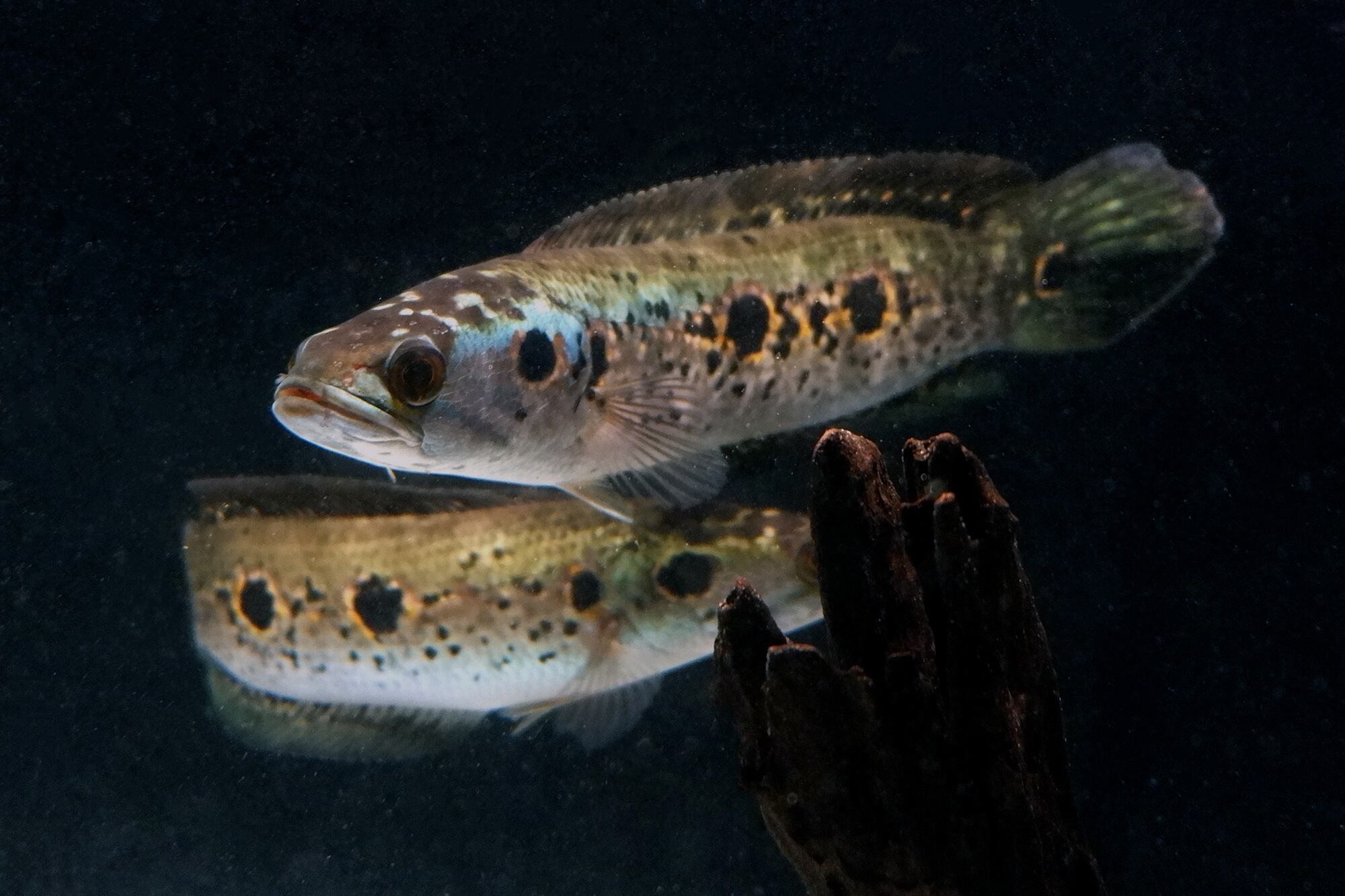 専門店では フラワートーマン オセレイトスネークヘッド 28cm 観賞魚生体 Www Cosmopharmaint Com