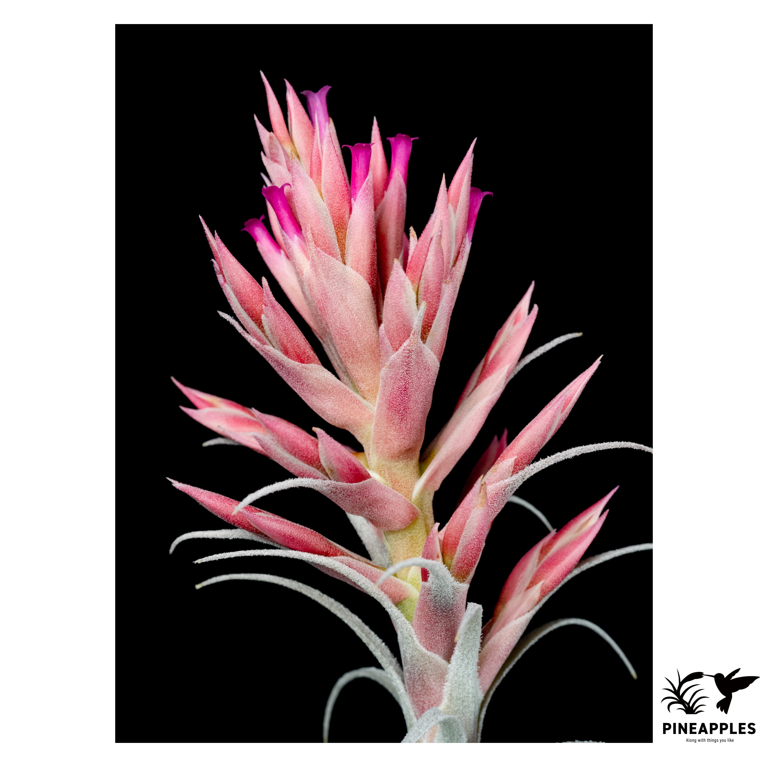 Tillandsia chapeuensis（turriformisの実生）速達 Tillandsia chapeuensis - Davis Farms Wholesale Tillandsias