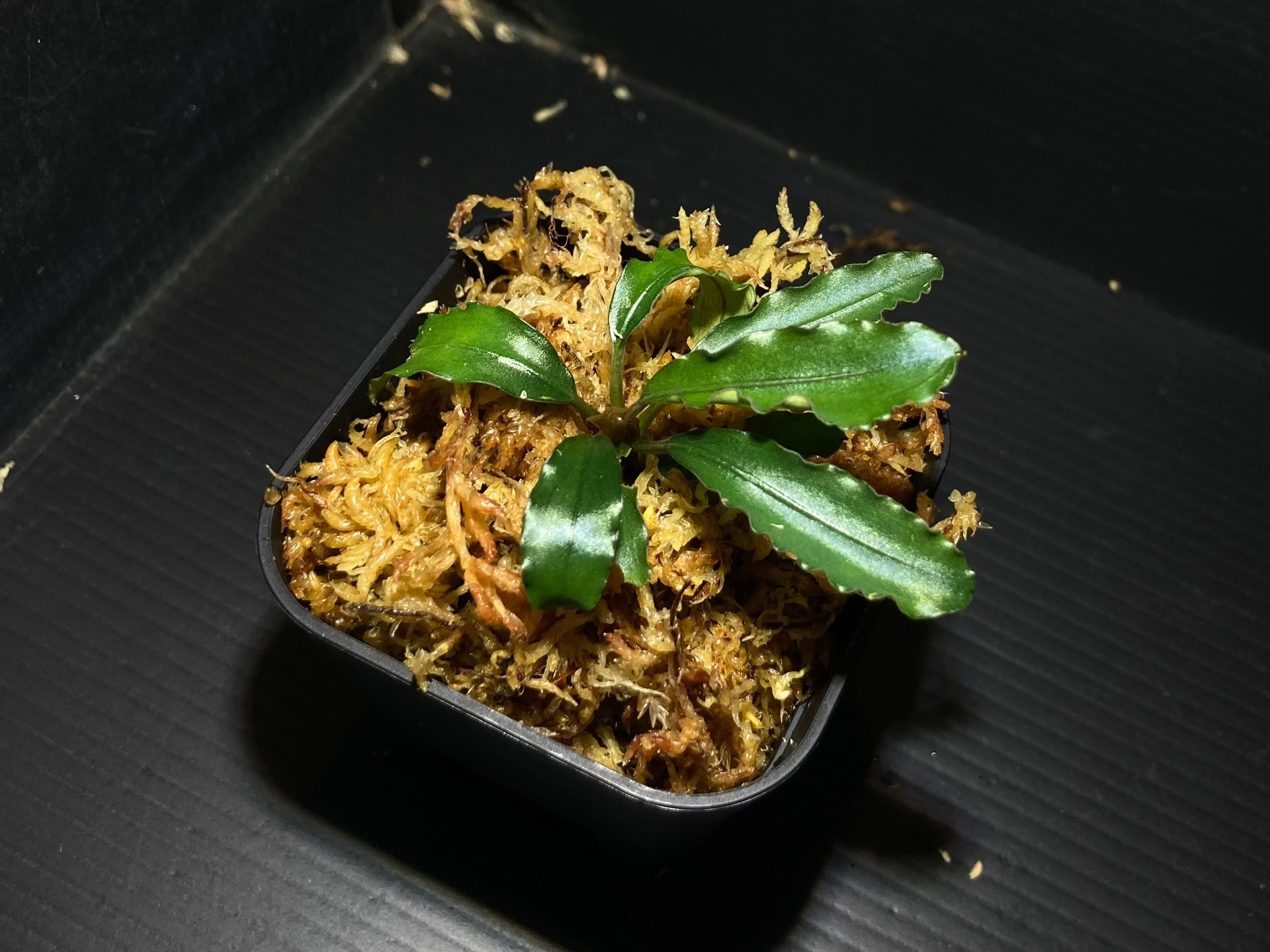 ブセファランドラ | AquaFocus