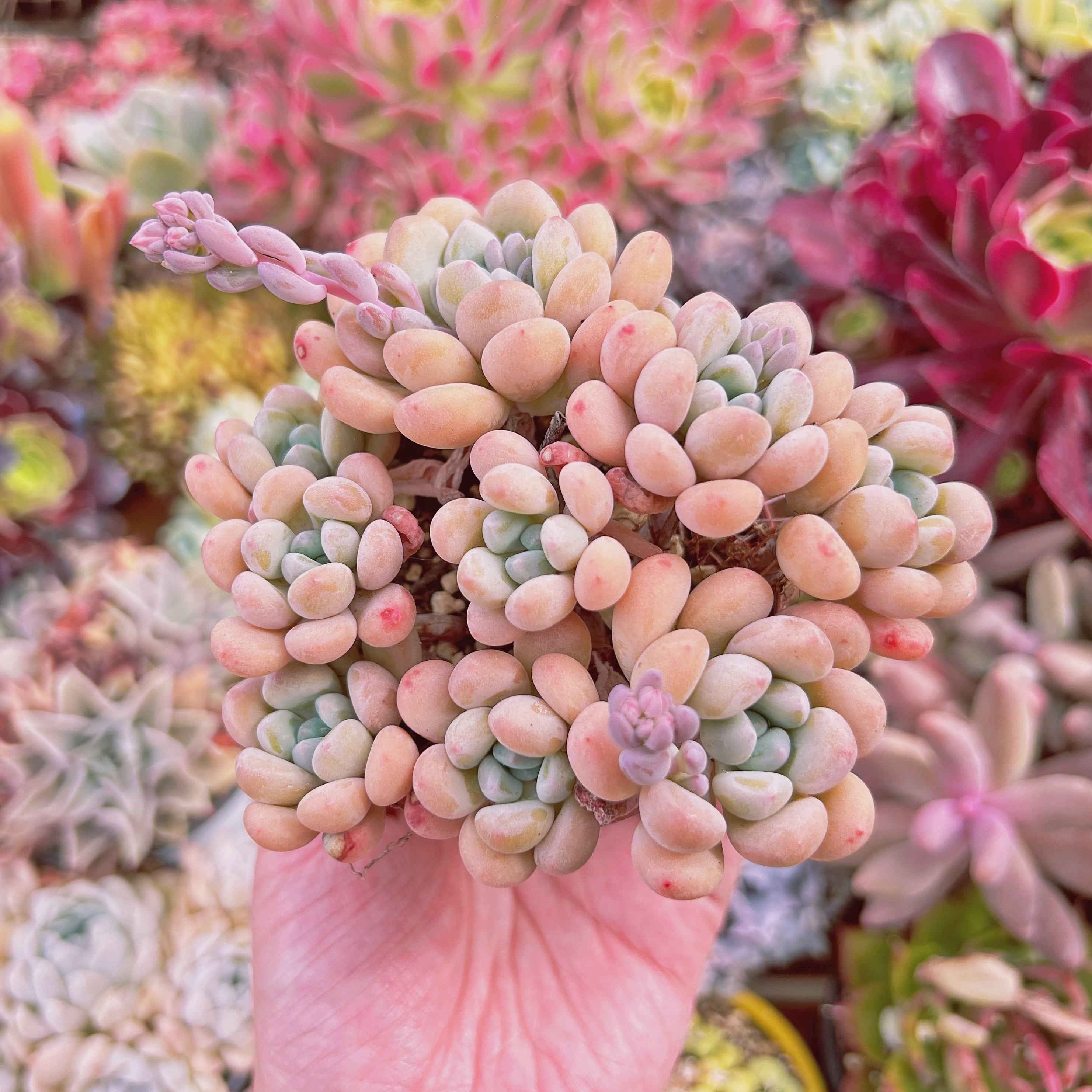 #855現物　多肉植物　 ラブリーディア　