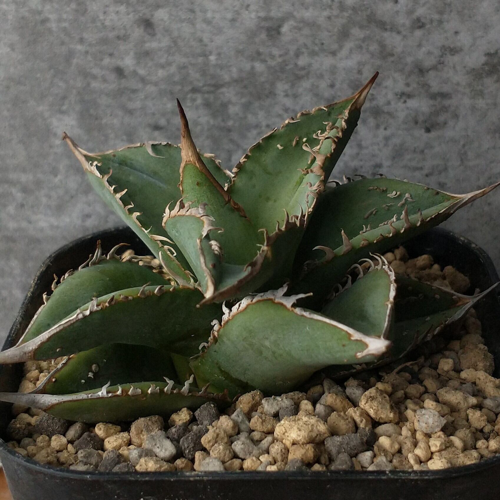 アガベ チタノタ ブツブツ系 ( 白鯨 ハデス 追星 流星 )