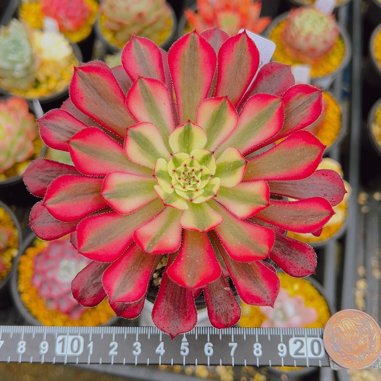 多肉植物 アエオニウム 黒銅壺錦 大苗 美苗 #黒2 | PAY ID