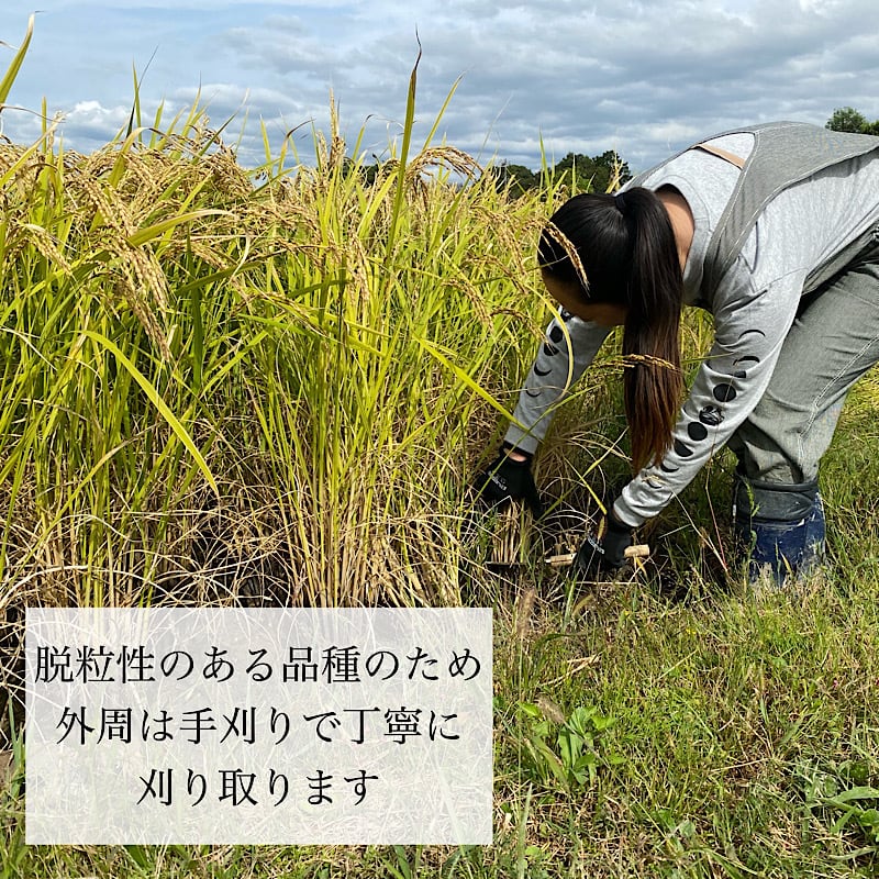 令和5年新米 自然栽培米 朝日 玄米20kg 農薬不使用・肥料不使用-