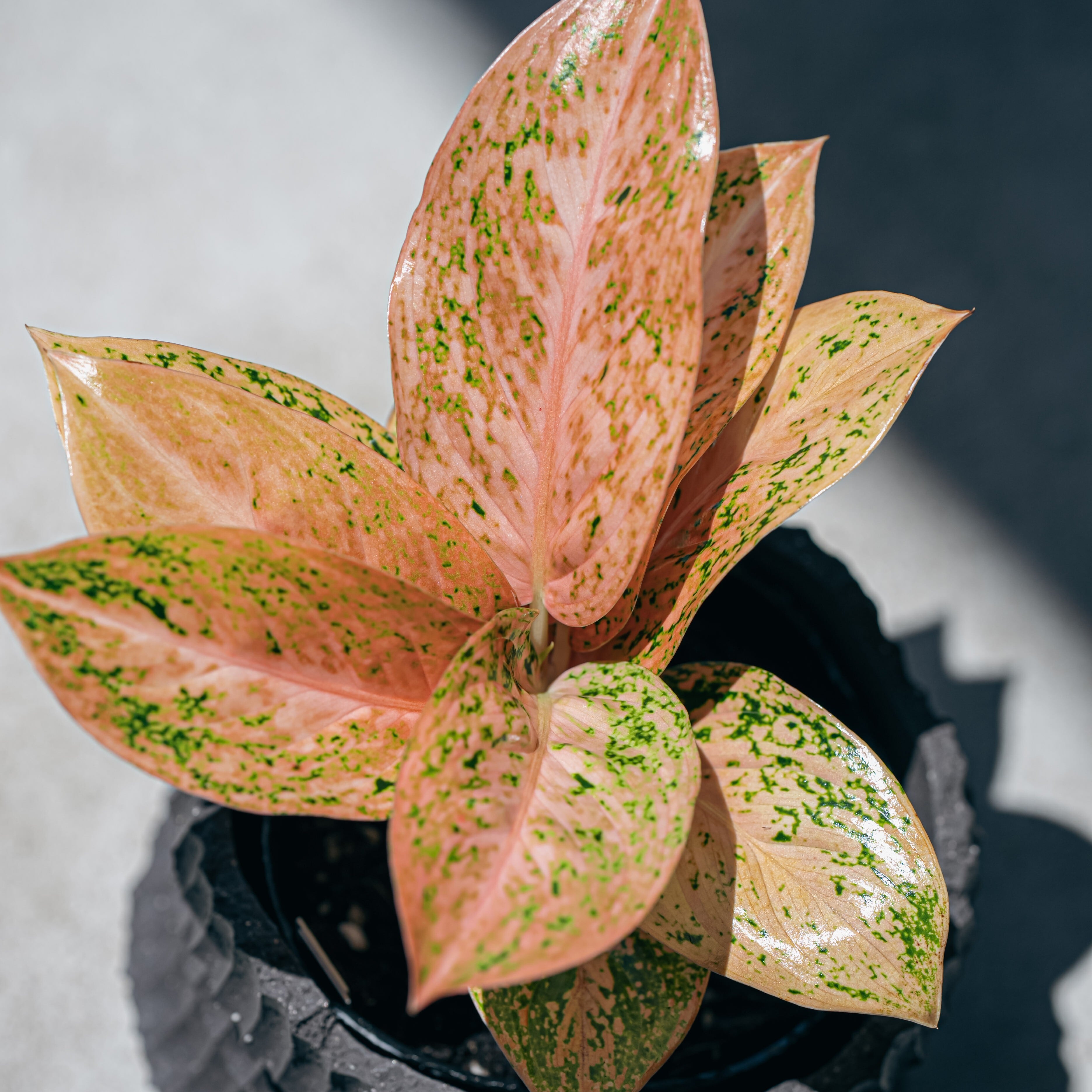 アグラオネマ・オレンジスターダスト（Aglaonema 'Orange Stardust
