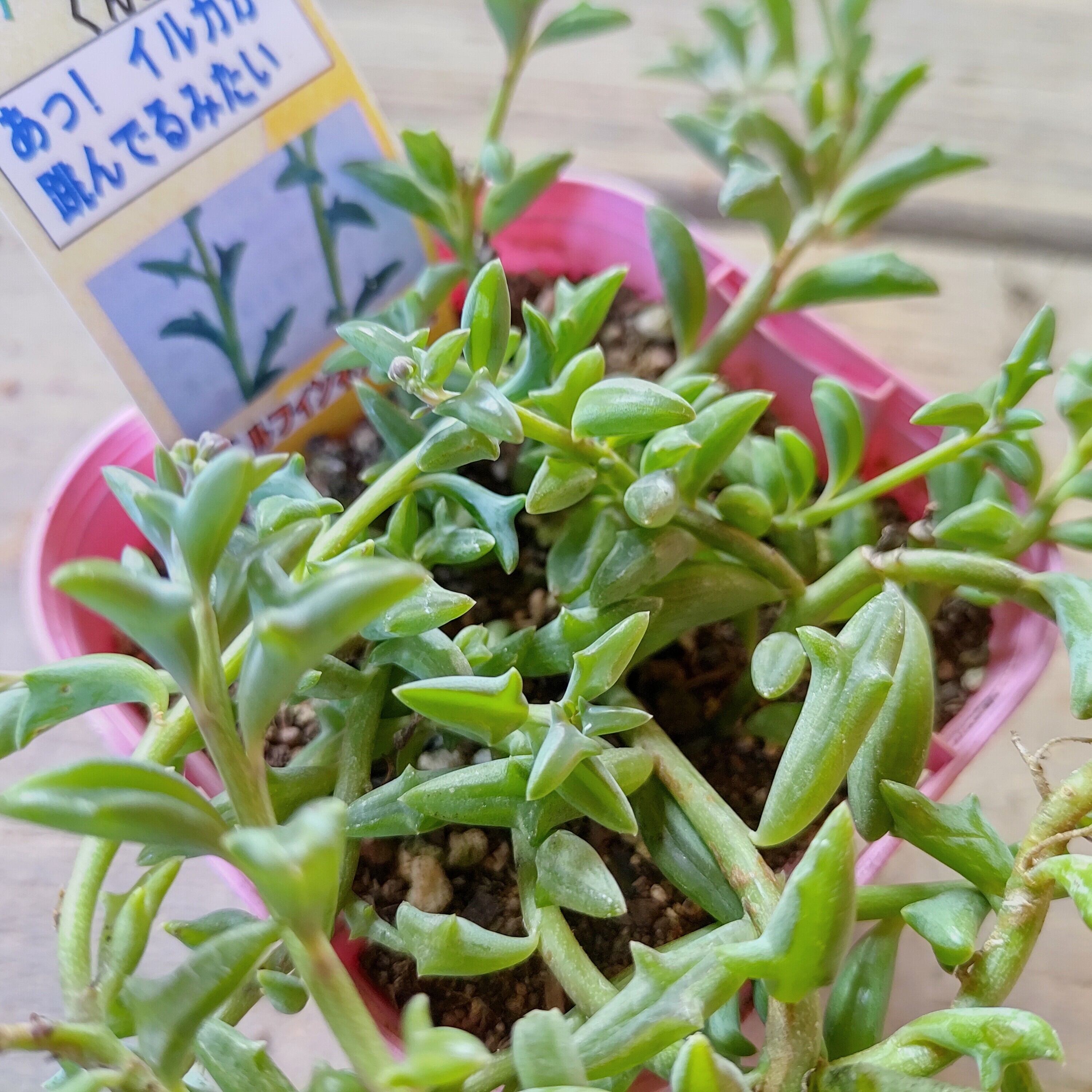 ドルフィンネックレス | RuPo 多肉植物専門店