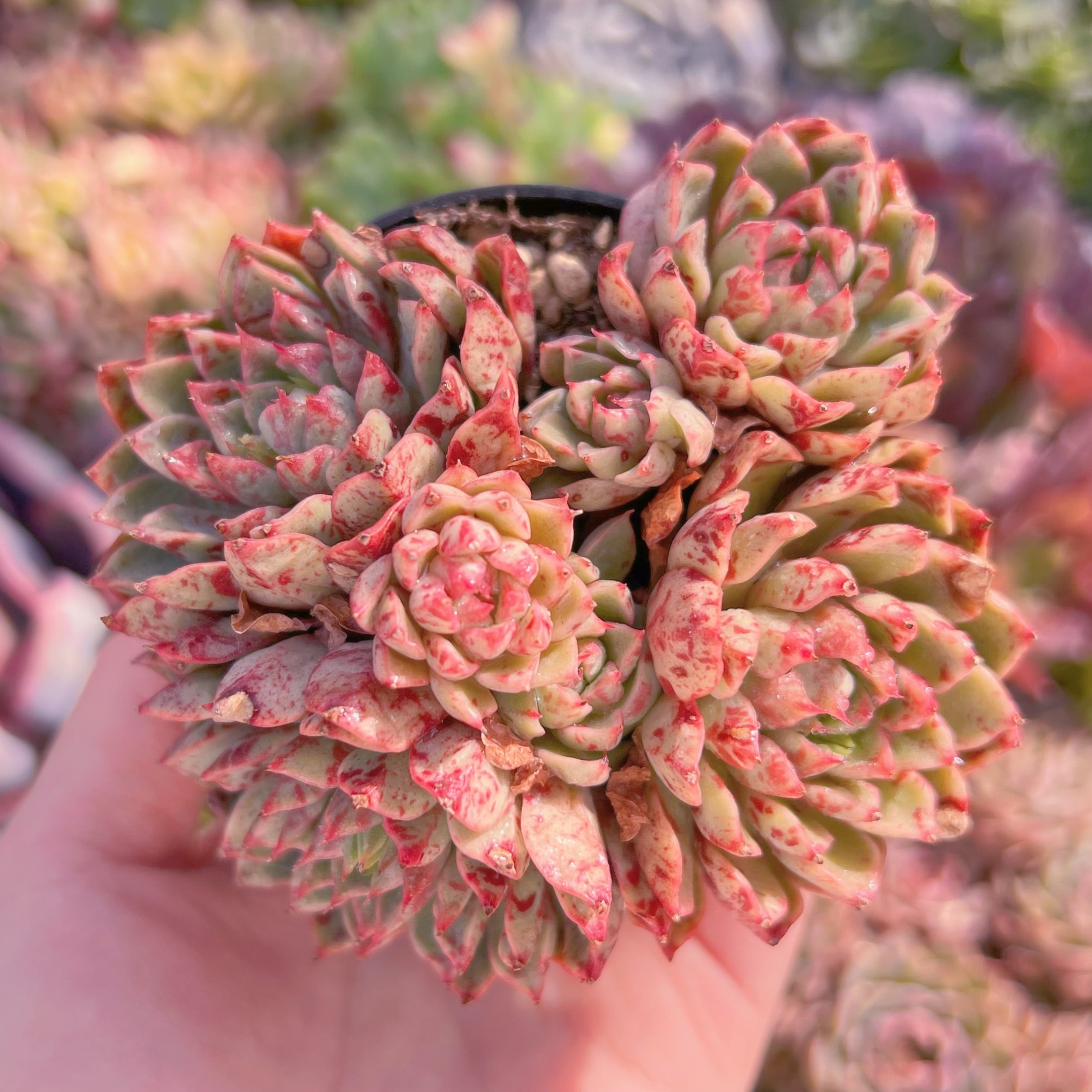 現品　ブラッドスワロー#C42　群生　新入荷　るる農園