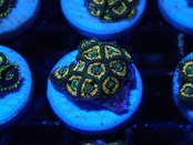 【一ヶ月熟成】Zoanthus FromMakassar 3