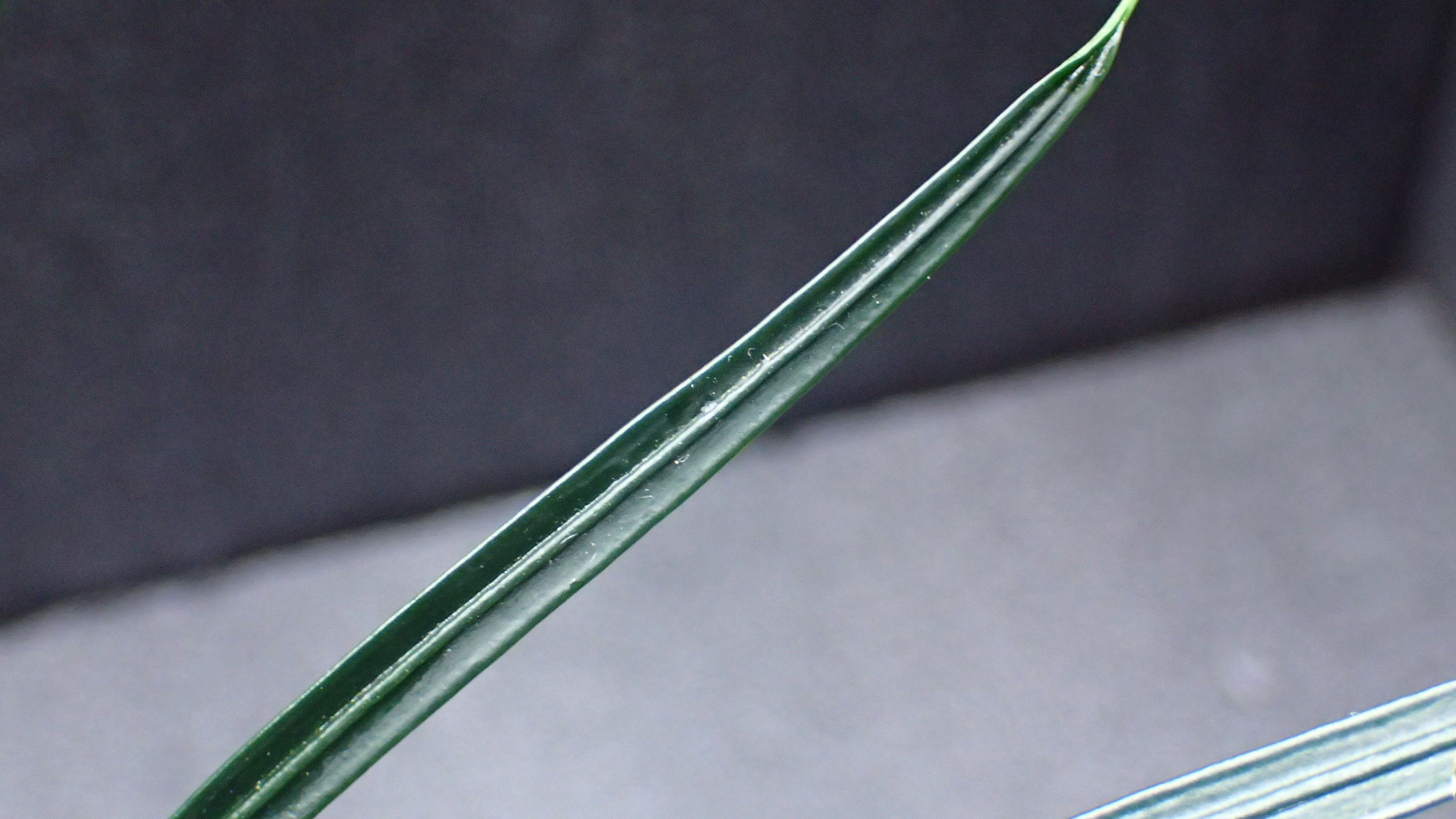 Fenestratarum culum Sanggu 1株 | 熱帯植物 水草
