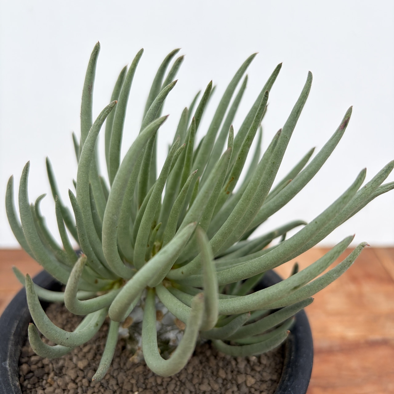 Tyrecodon cacalioides 【チレコドン・カカリオイデス・鐘鬼】