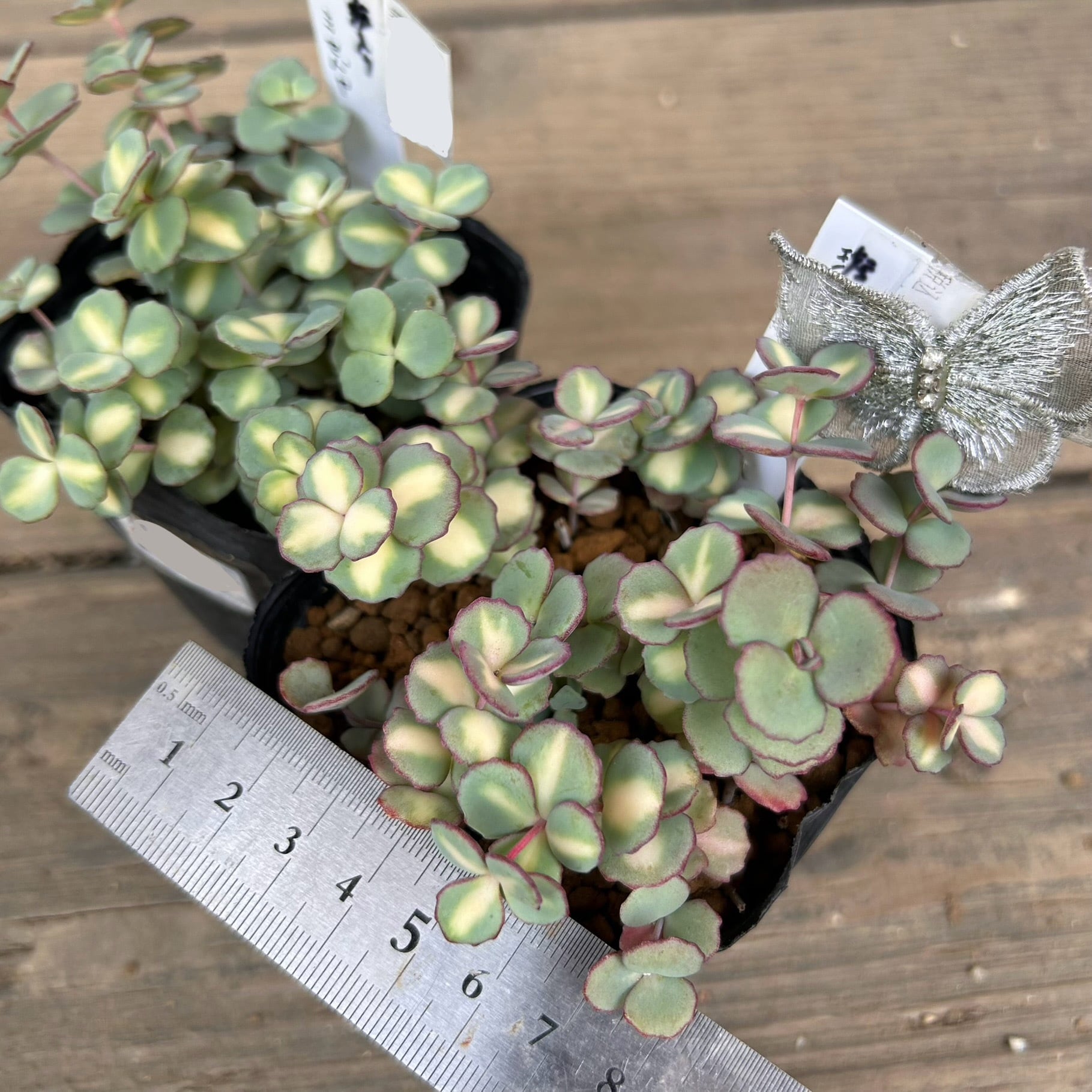 斑入りミセバヤ | RuPo 多肉植物専門店