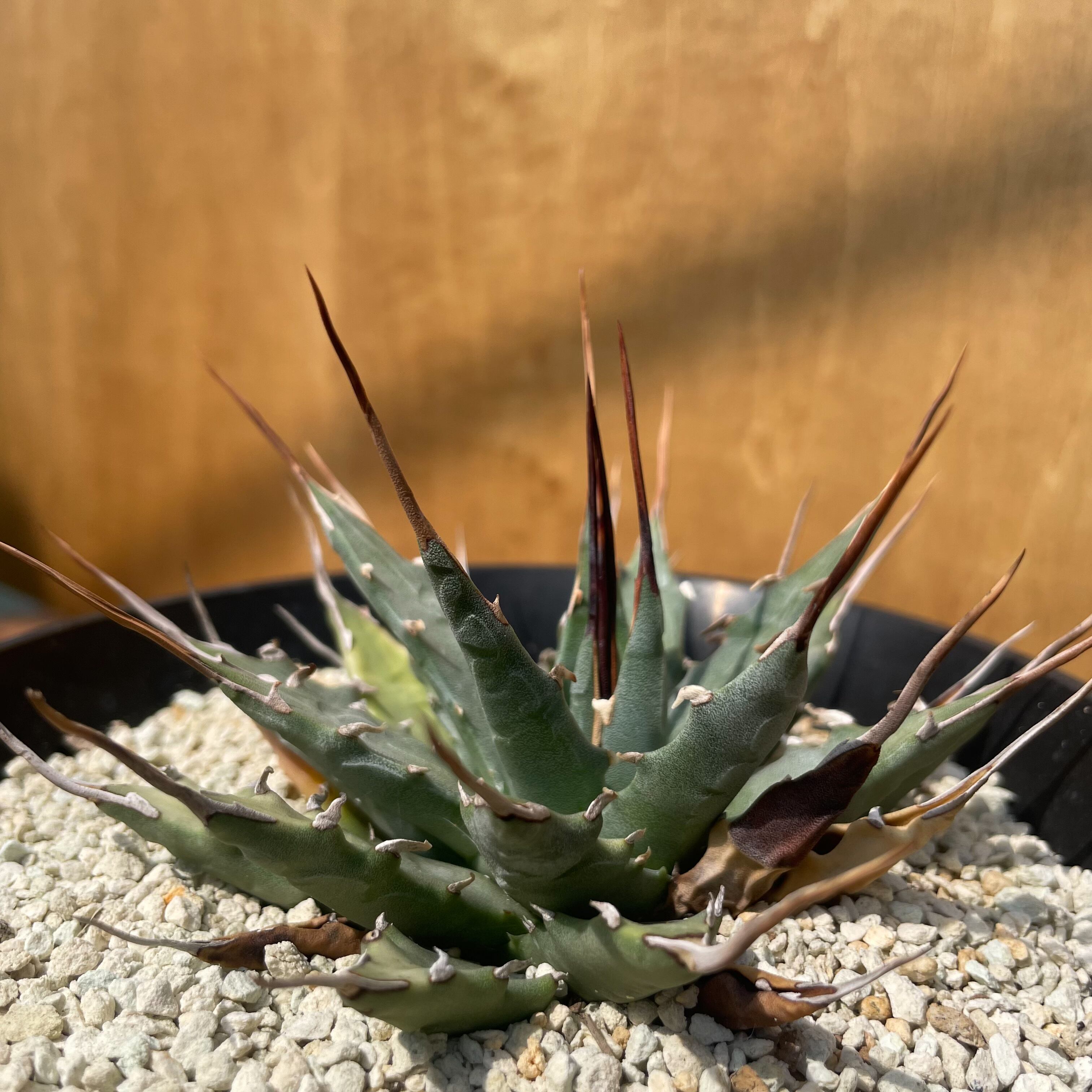 Agave uthaensis var. nevadensis【アガベユタエンシスvar