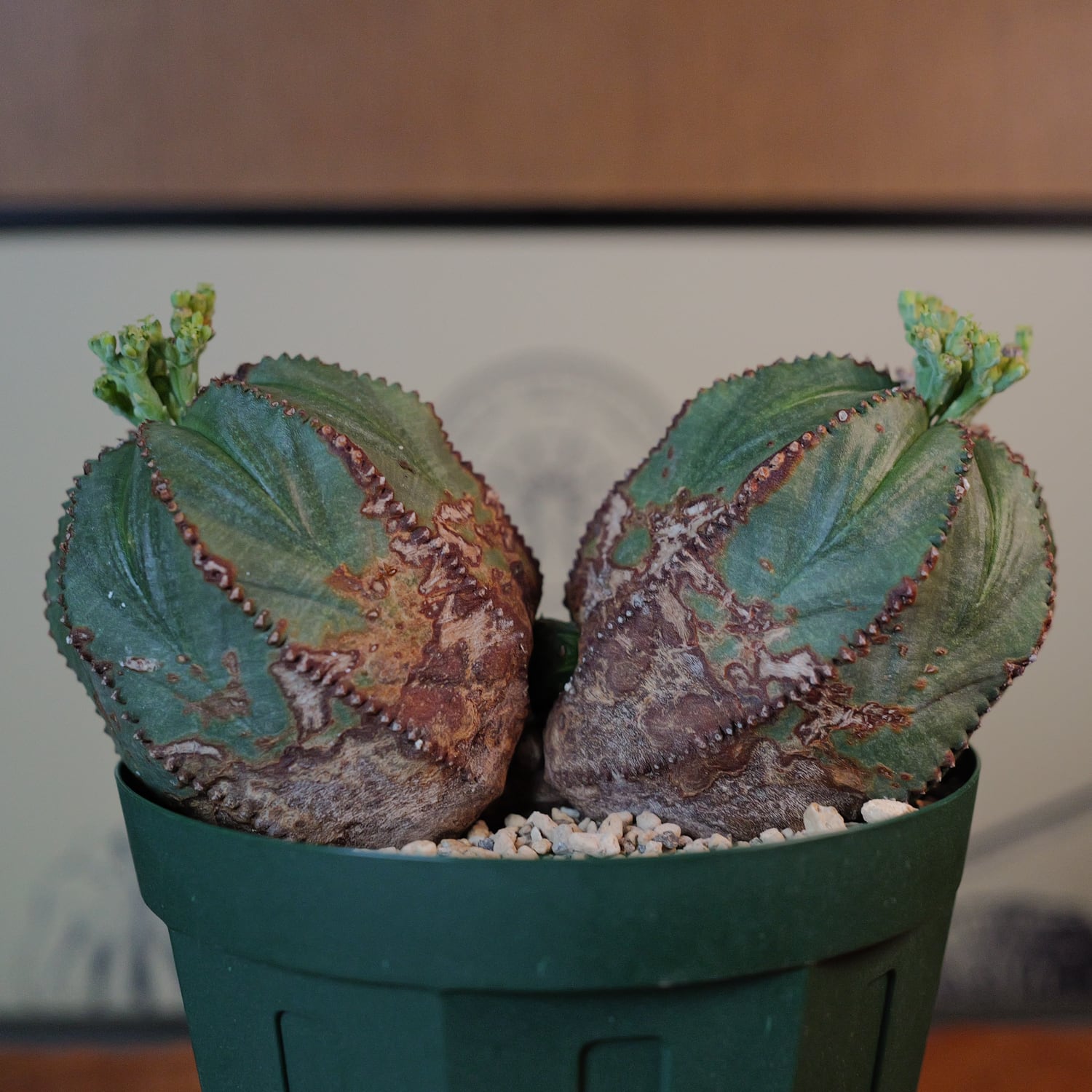 メス株 最大幅 約14cm ダブルヘッド オベサ / ユーフォルビア