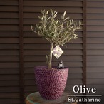 創樹 オリーブ Olive セントキャサリン 盆栽 SOUJU St.Catharine オリーブの木 樹脂ポット 0320PU