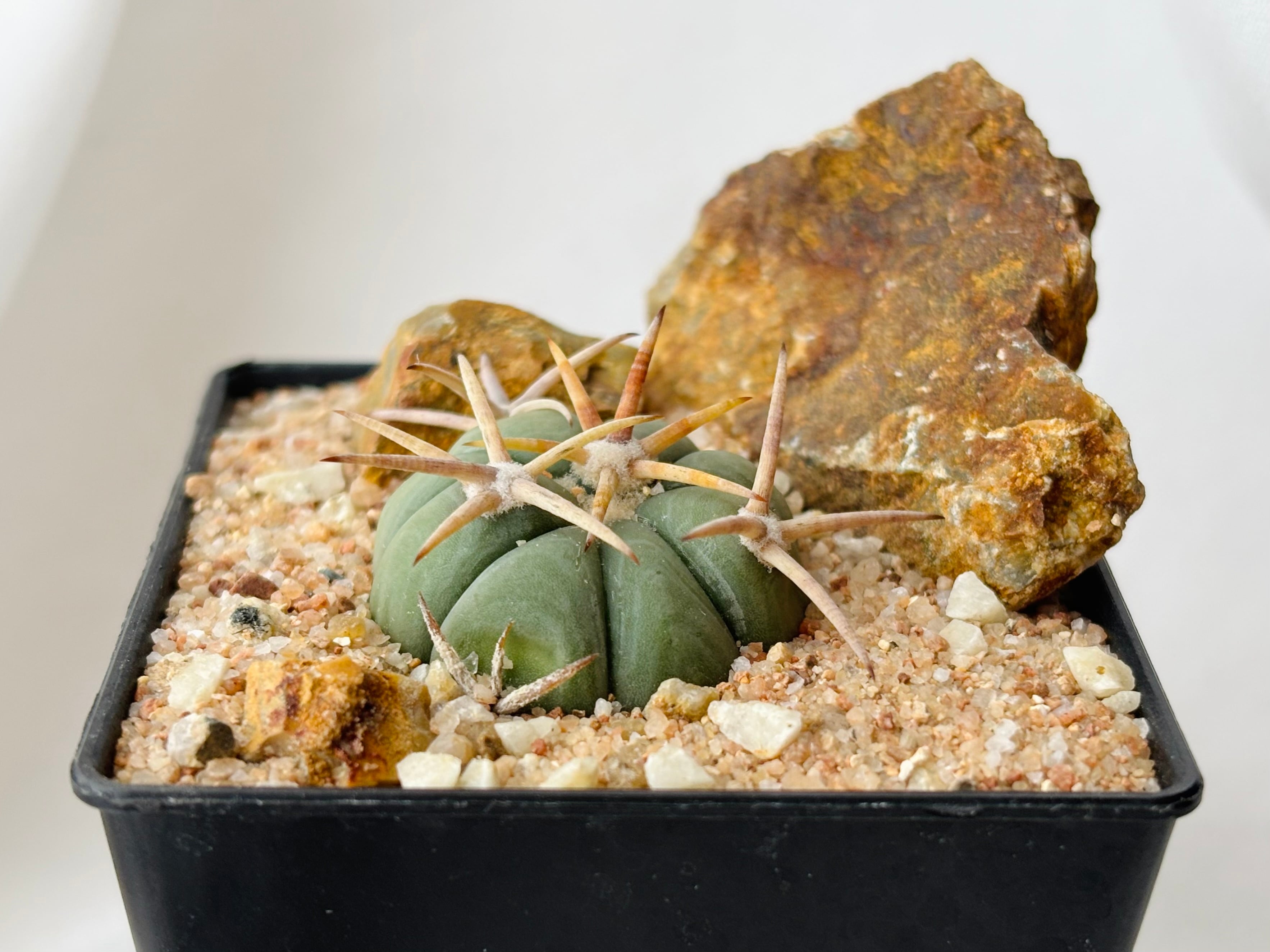 Echinocactus エキノカクタス | plants MARU ー 多肉植物 Echinocactus エキノカクタス | plants MARU ー 多肉植物