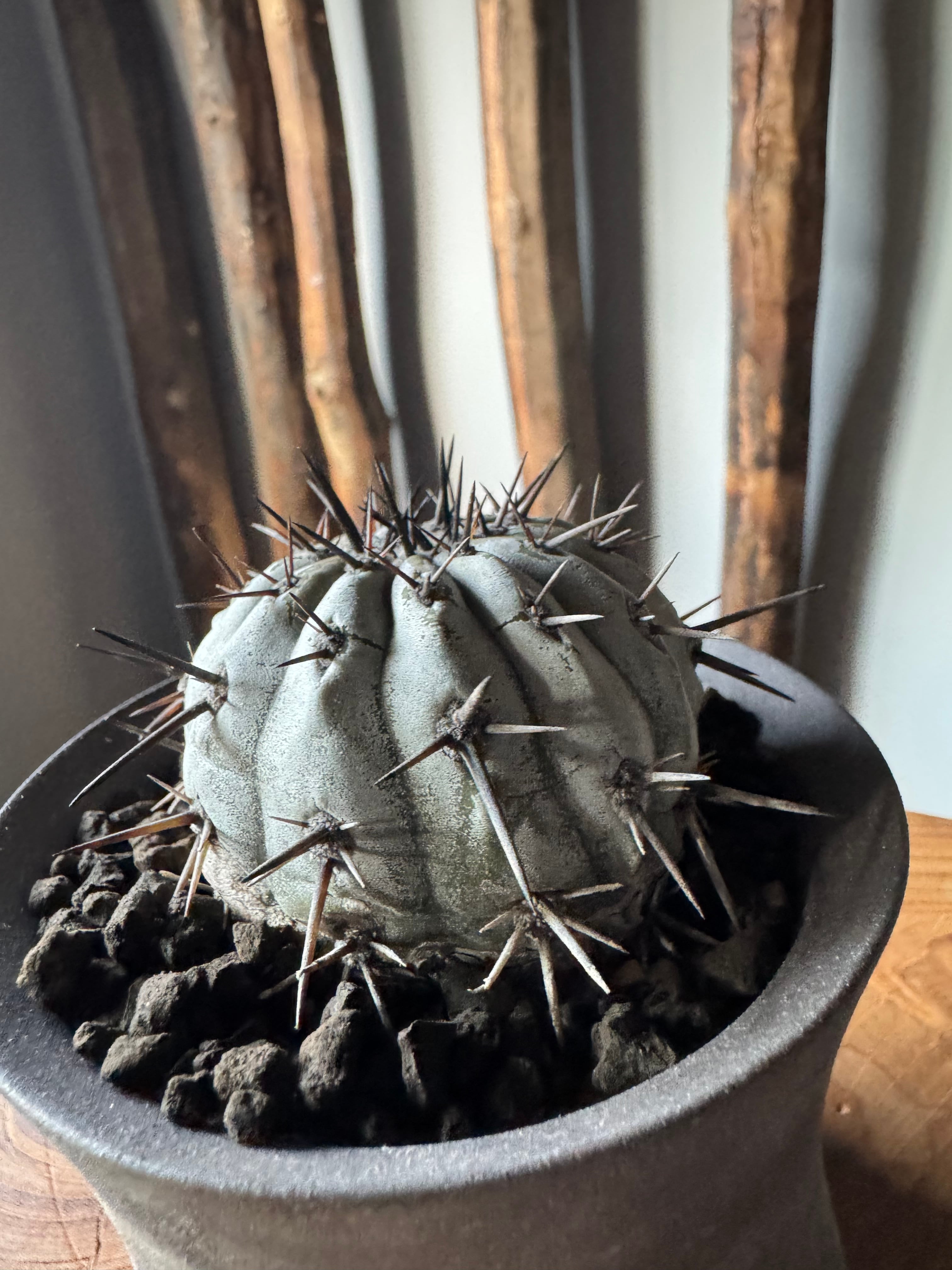 黒王丸　spicygem Copiapoa cinerea valiem鉢植込 黒王丸 spicygem Copiapoa cinerea valiem鉢植込 黒王丸 spicygem