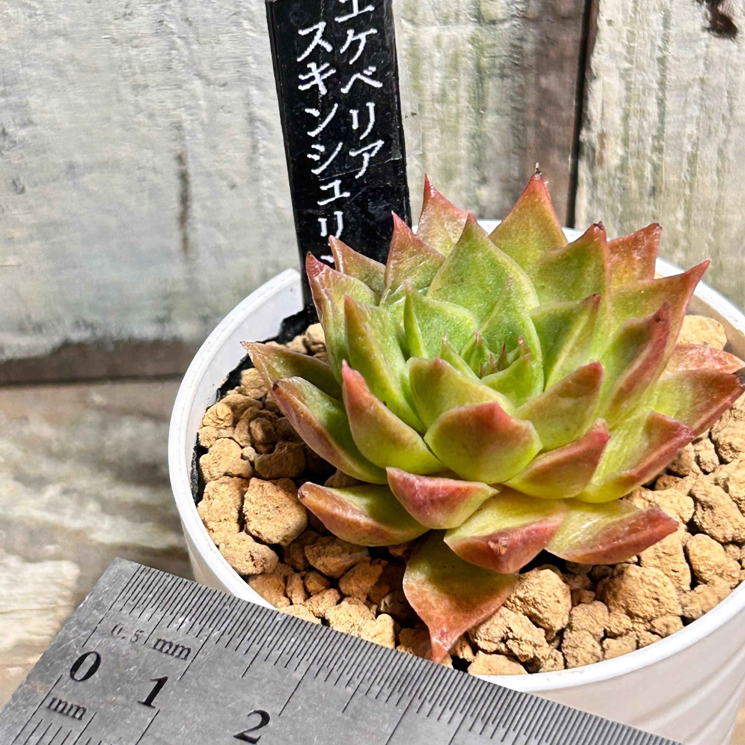 スキンシュリンプ | RuPo 多肉植物専門店