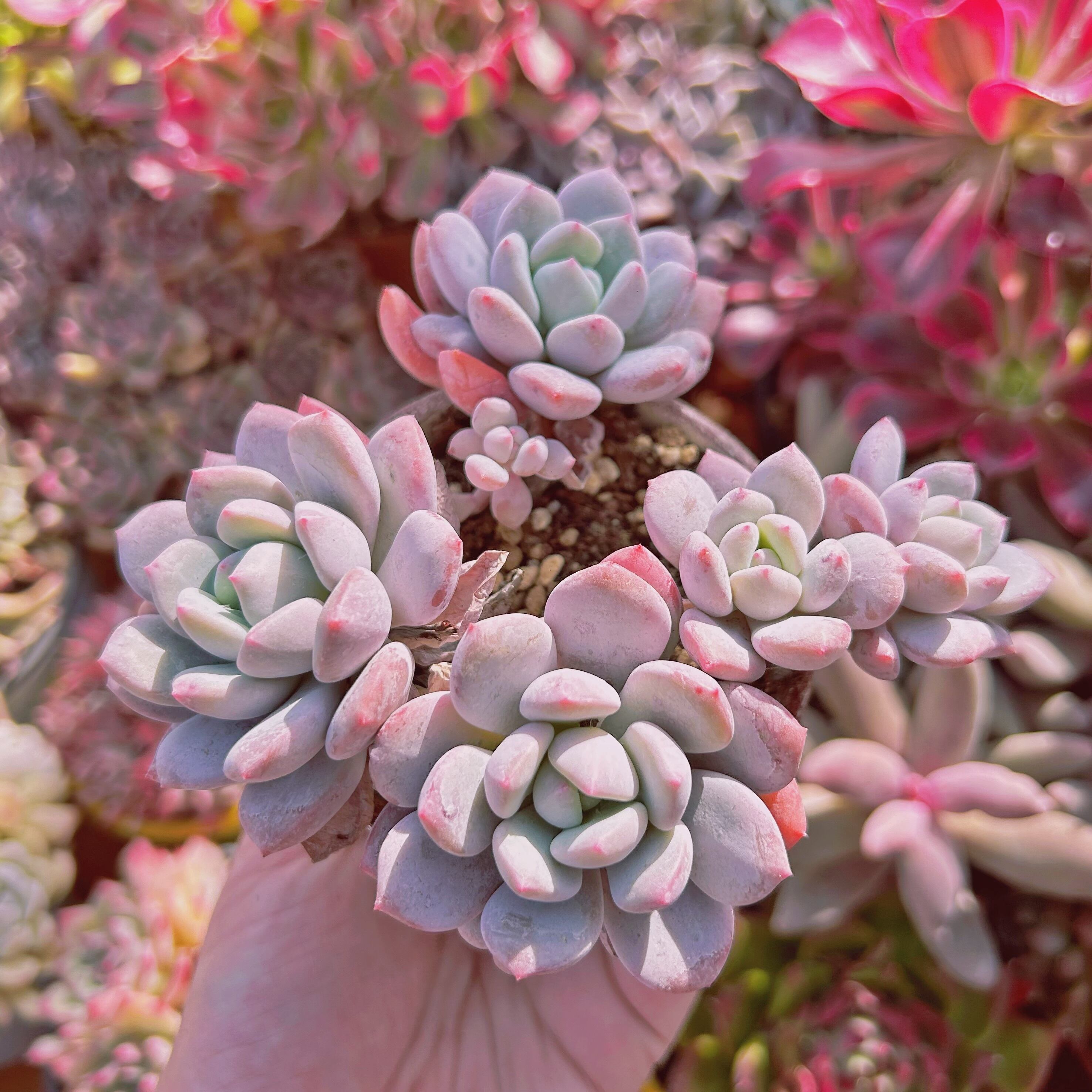 #265現物　多肉植物　ホワイトエッグ　特大　抜き苗