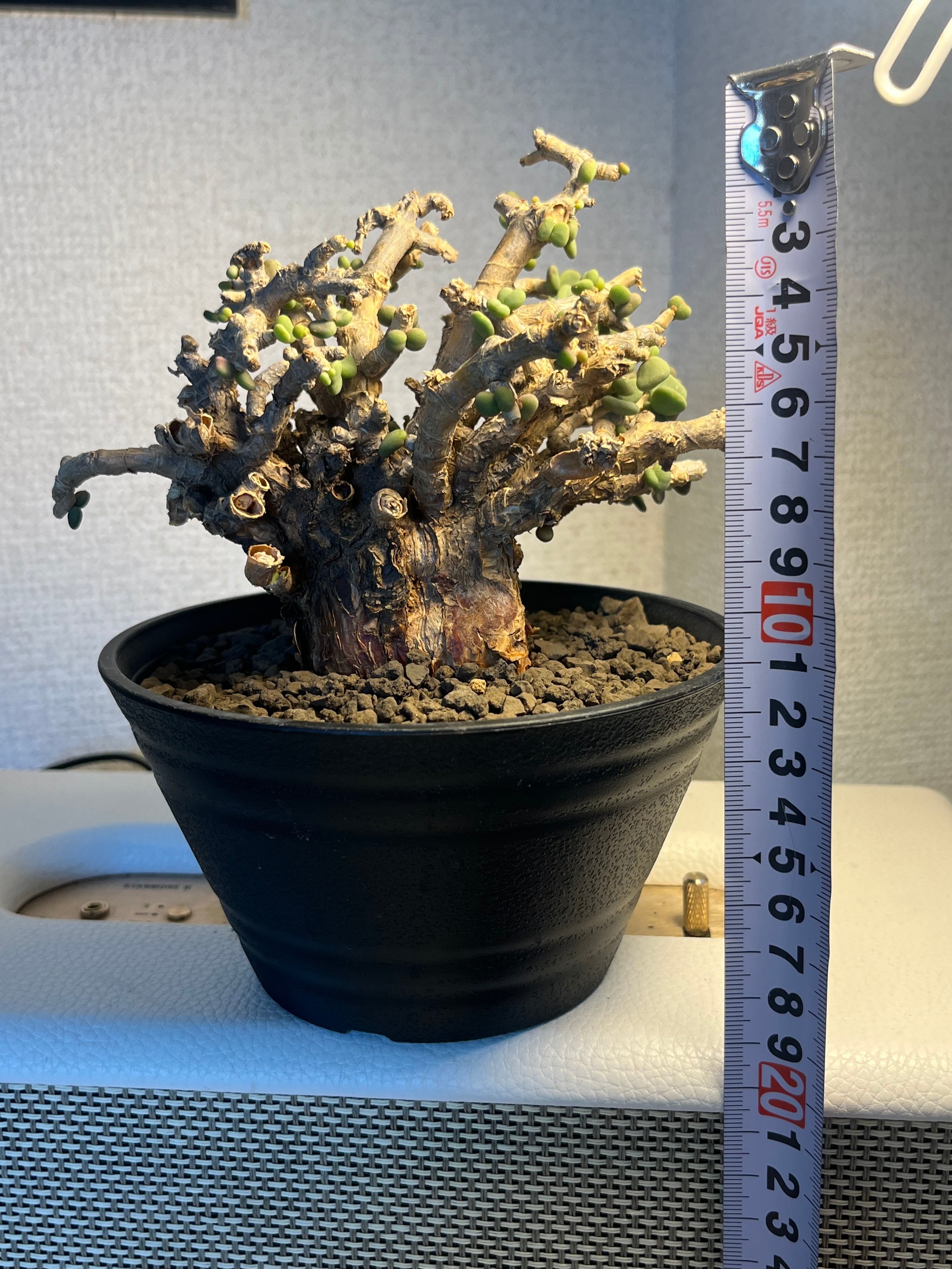 ペラルゴニウム ミラビレ 塊根植物 コーデックス 発根済　コレクション株 ペラルゴニウム ミラビレ 塊根植物 コーデックス 発根済 コレクション