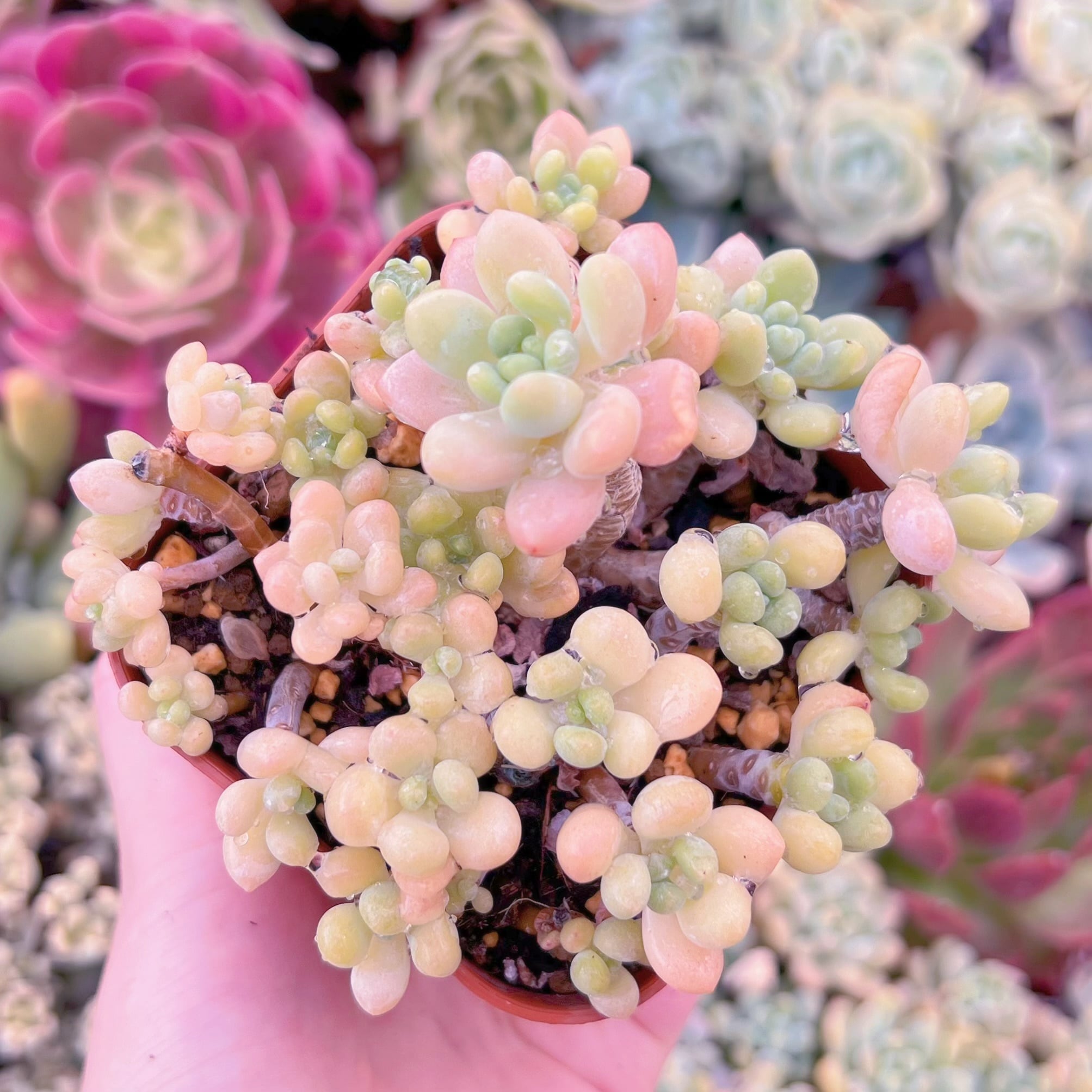 現品　ストロベリーミルク#F068　るる農園