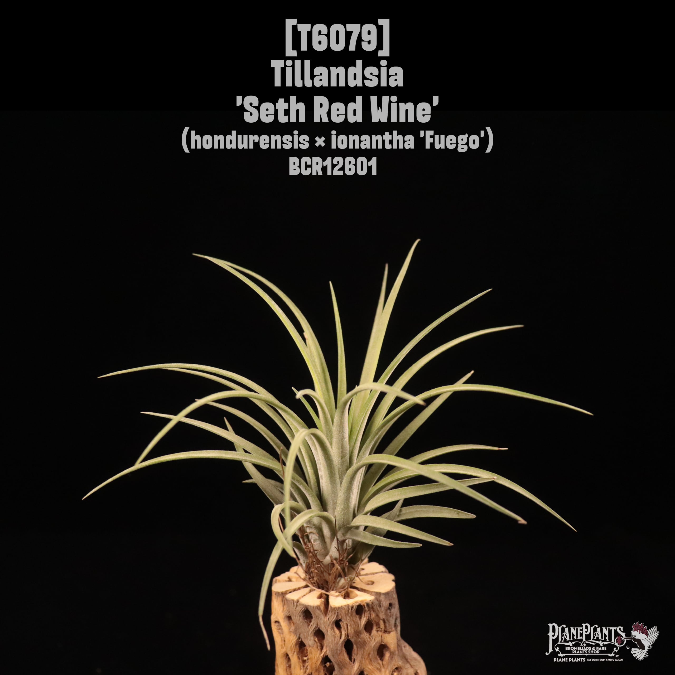 Tillandsia 'Seth Red Wine'〔ティランジア〕T6079