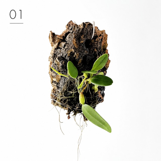 Bulbophyllum lasiochilum var. flava（バルボフィラム・ラシオキラム フォーマ フラバ）コルク付け洋ラン calm cafe