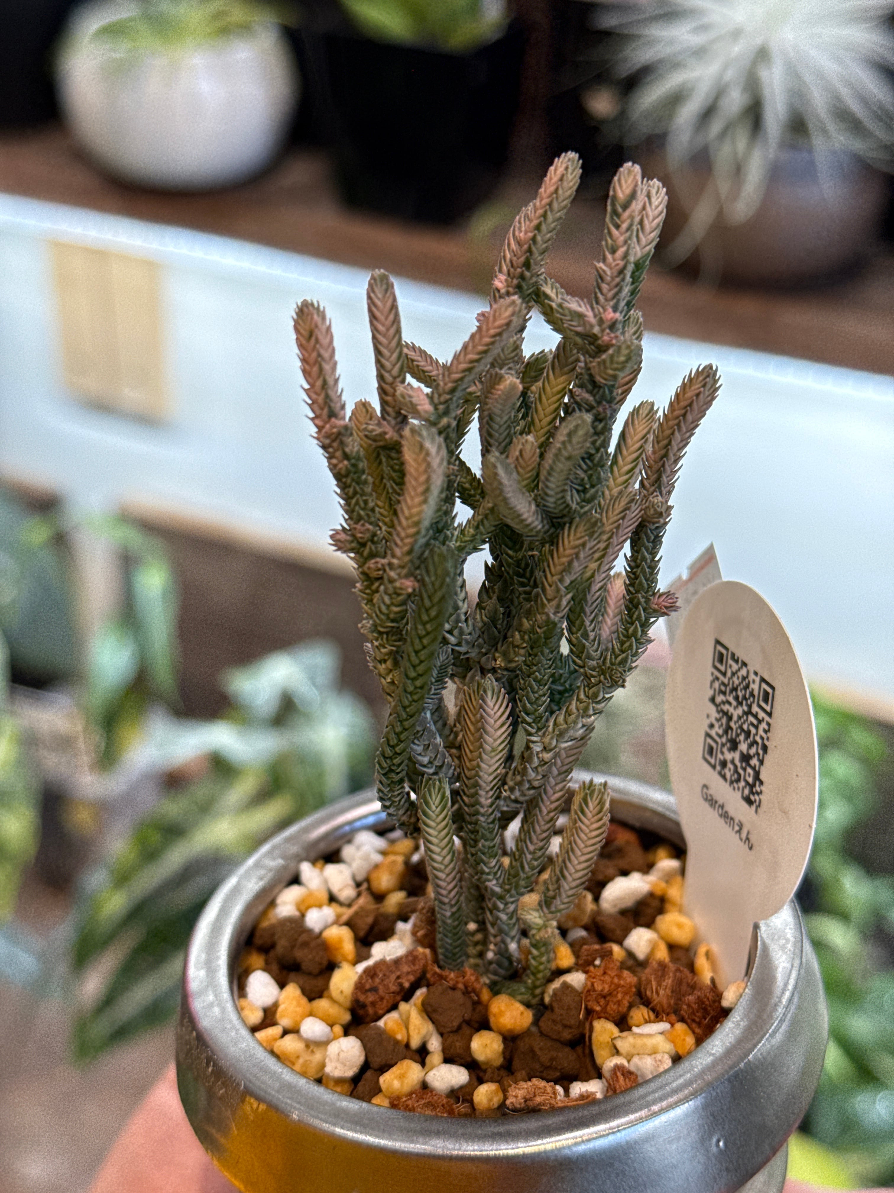 ミニ観葉鉢植えセット) クラッスラ 若緑斑入り | Gardenえん 【観葉