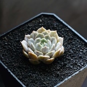 抜き苗 メリーベル Echeveria 'Mary Bell'