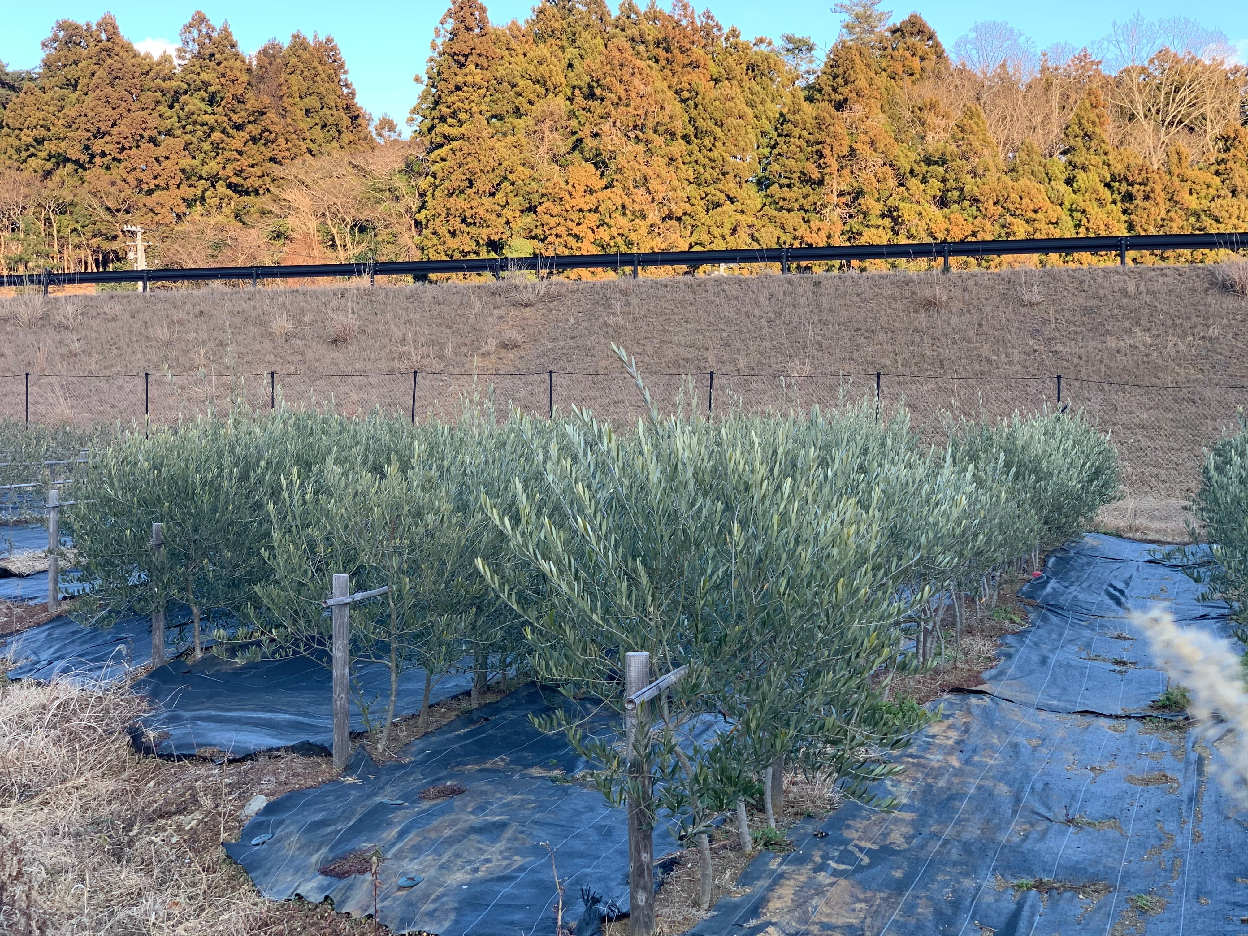 北限のオリーブ オリーブほうじ茶ティーパック | 農業法人 ソーシオ農園