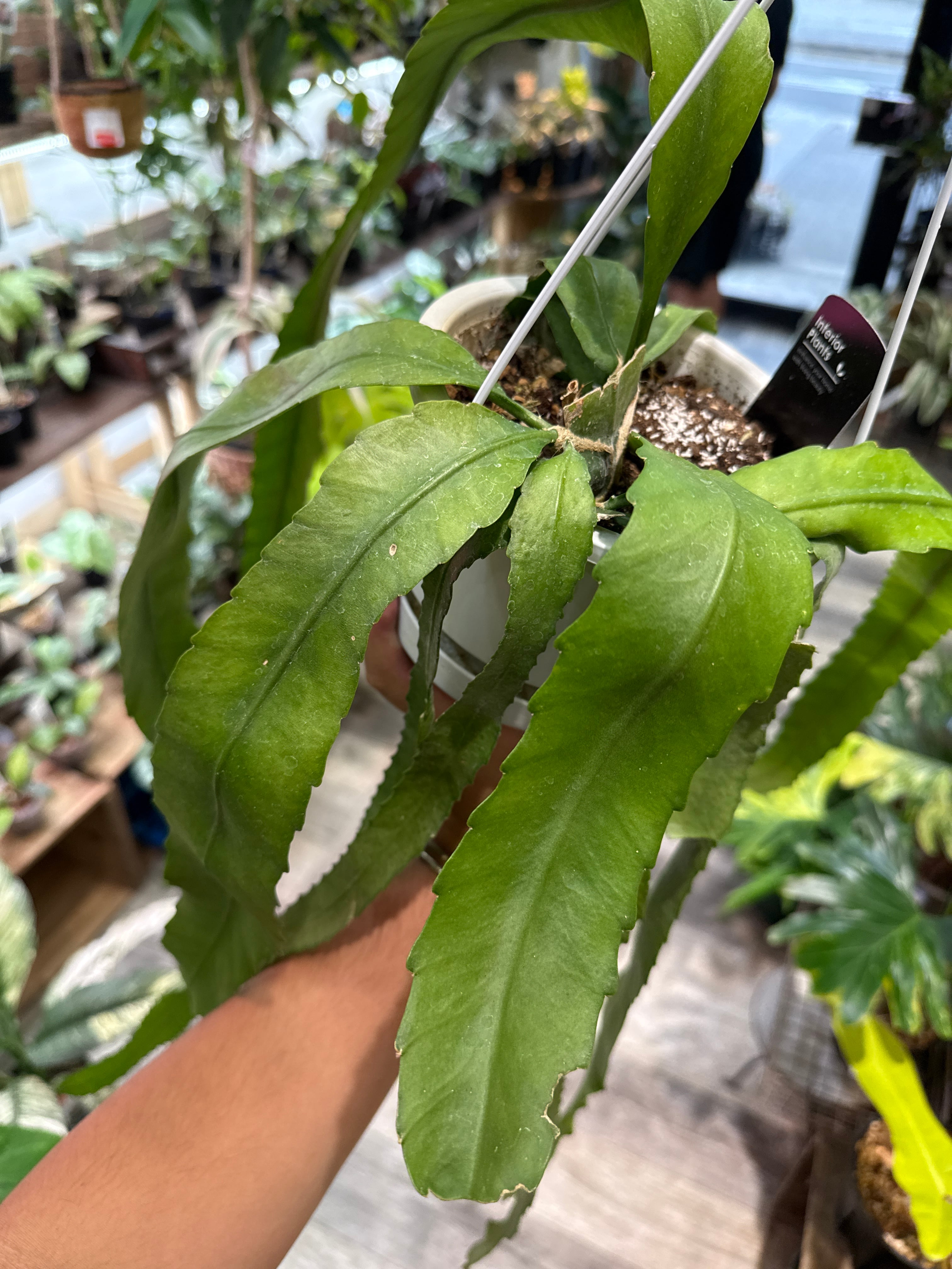 訳あり ディソカクタス アマゾニクス 5号 吊り鉢 ディソカクタス アマゾニクス(アマゾニカ) | Gardenえん 【観葉熱帯植物】