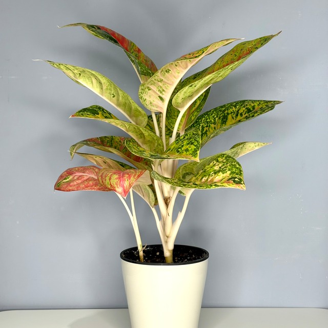 【鉢なし】アグラオネマ　5号