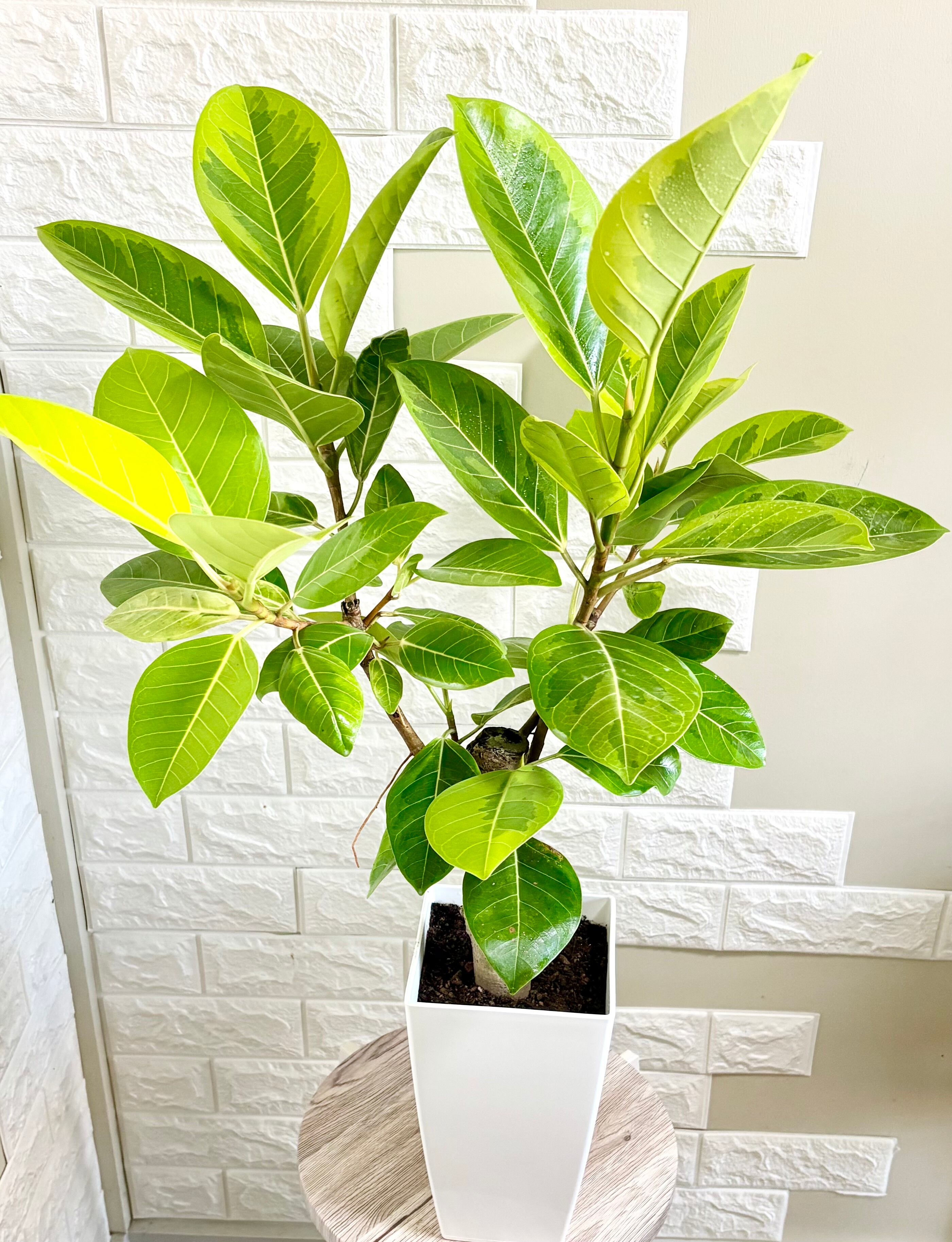 エバーフレッシュ⭐️曲がり | 観葉植物のお店 feerie（フェリエ）