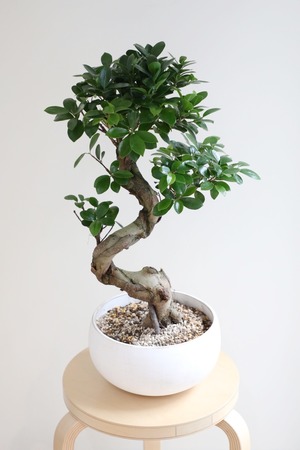 【M】ガジュマル 曲げ木/Ficus microcarpa　※陶器鉢付き