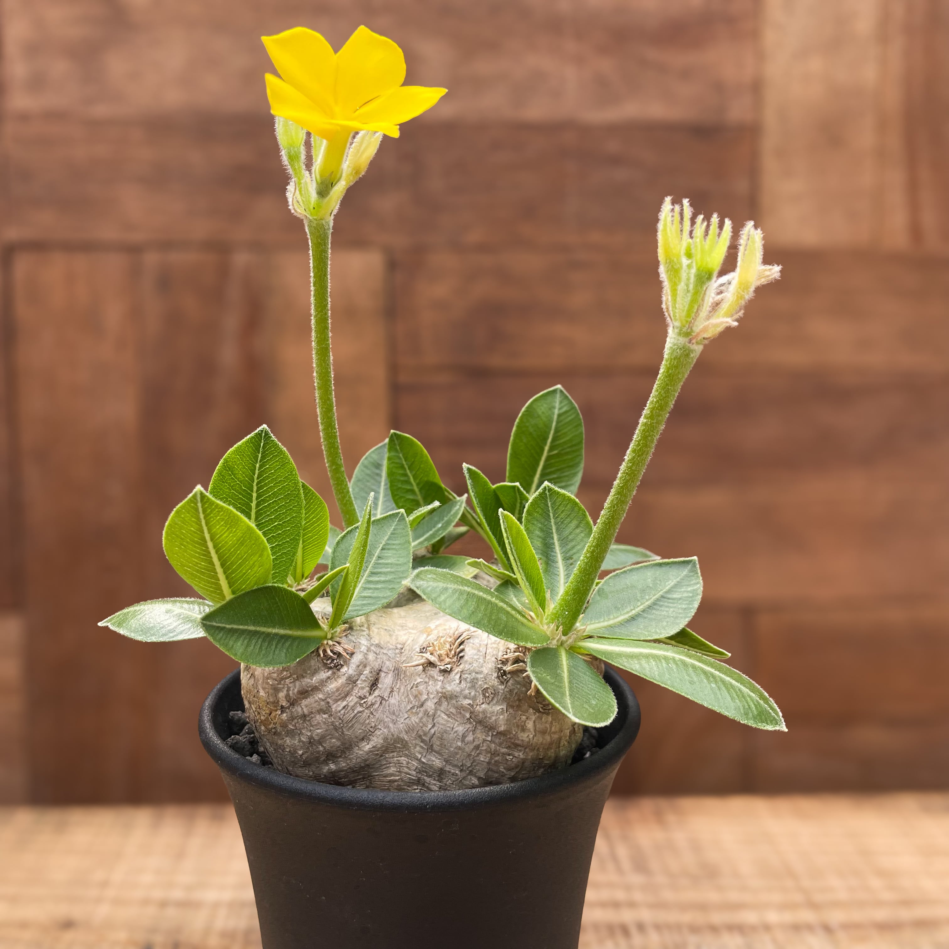 Pachypodium brevicaule【パキポディウム・ブレビカウレ】 | RIMO 