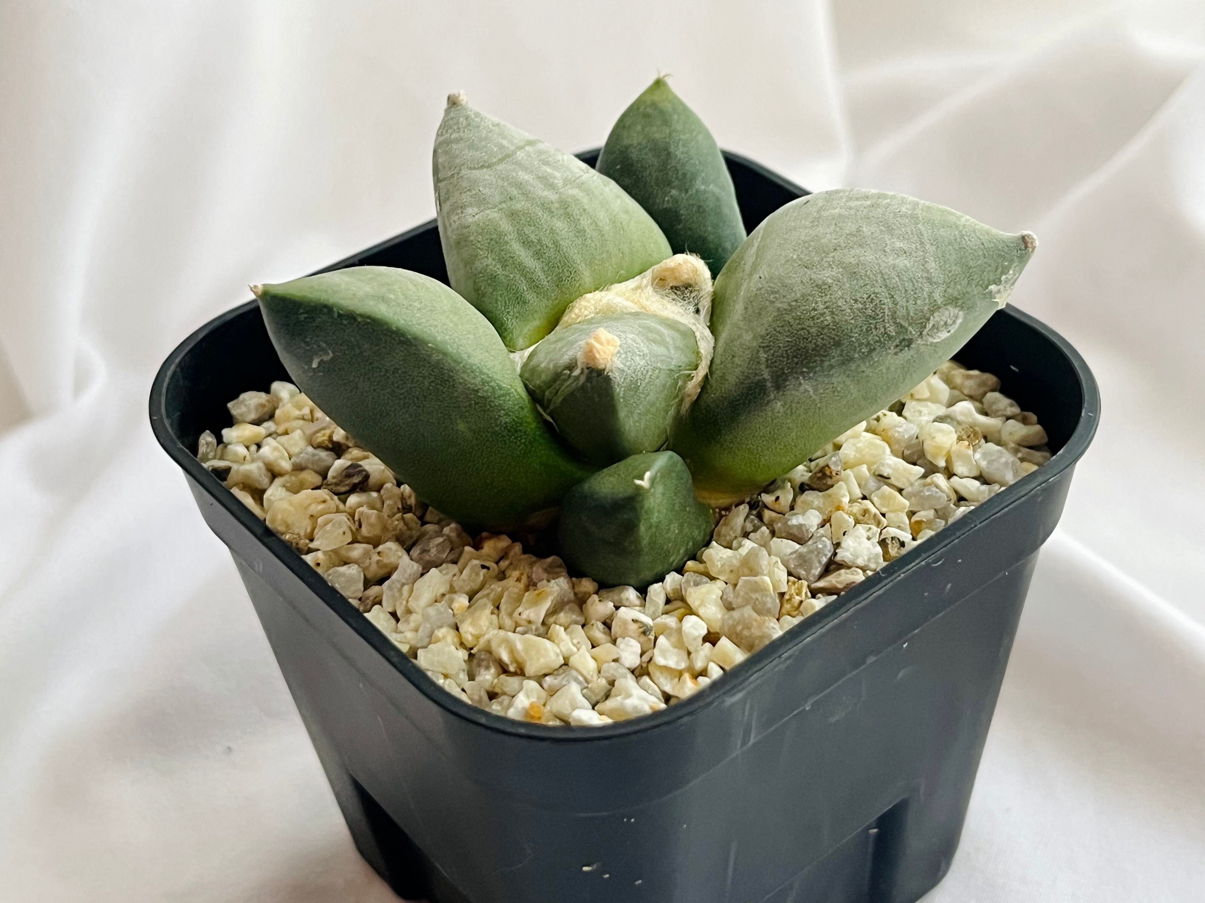 ①アリオカルプス属 変疣花牡丹 実生