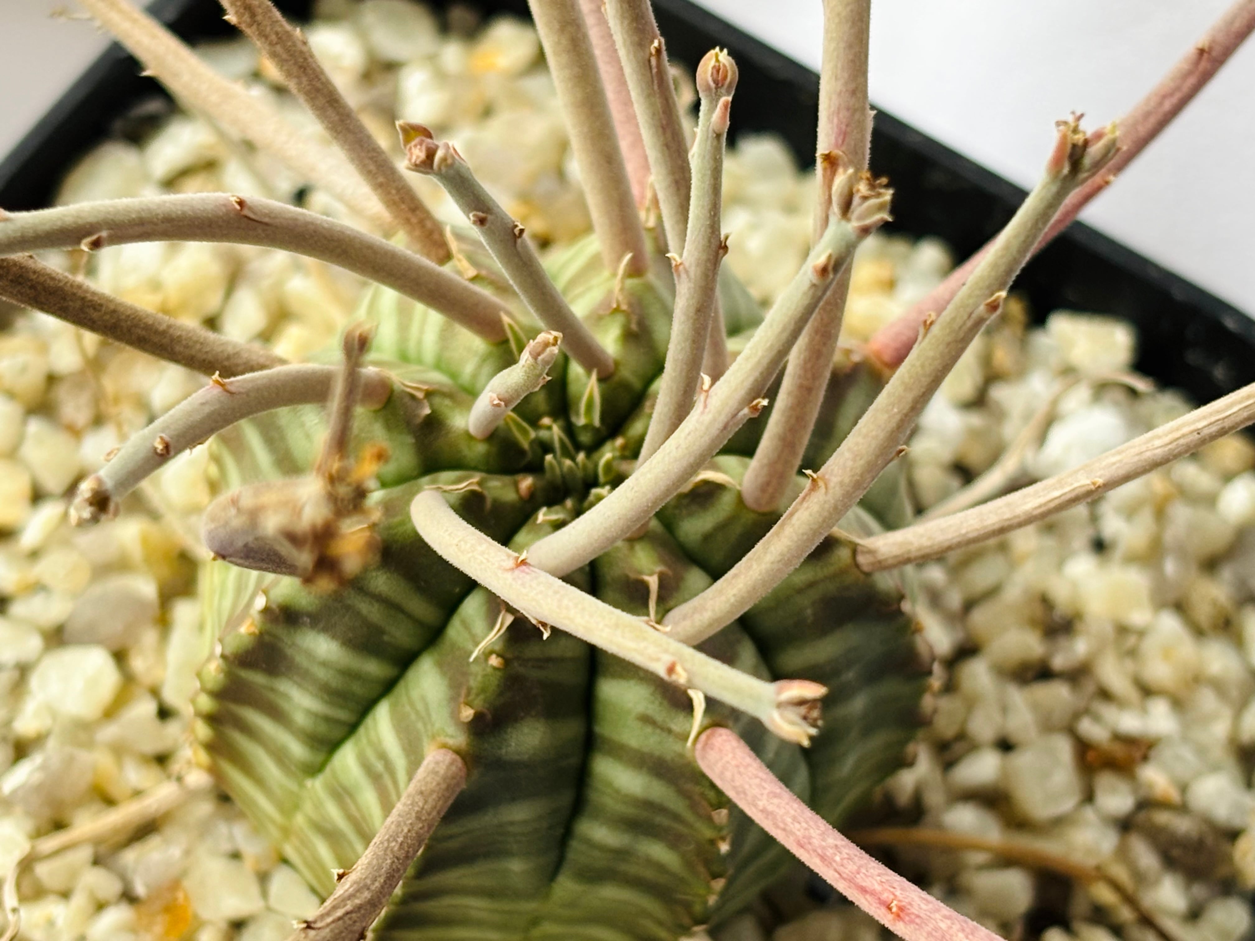Euphorbia valida ユーフォルビア スーパーバリダ 多肉植物 | plants