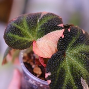 Begonia soli mutata Variegated│ベゴニア ソリムタータ バリエガータ ピンク⑥│観葉植物