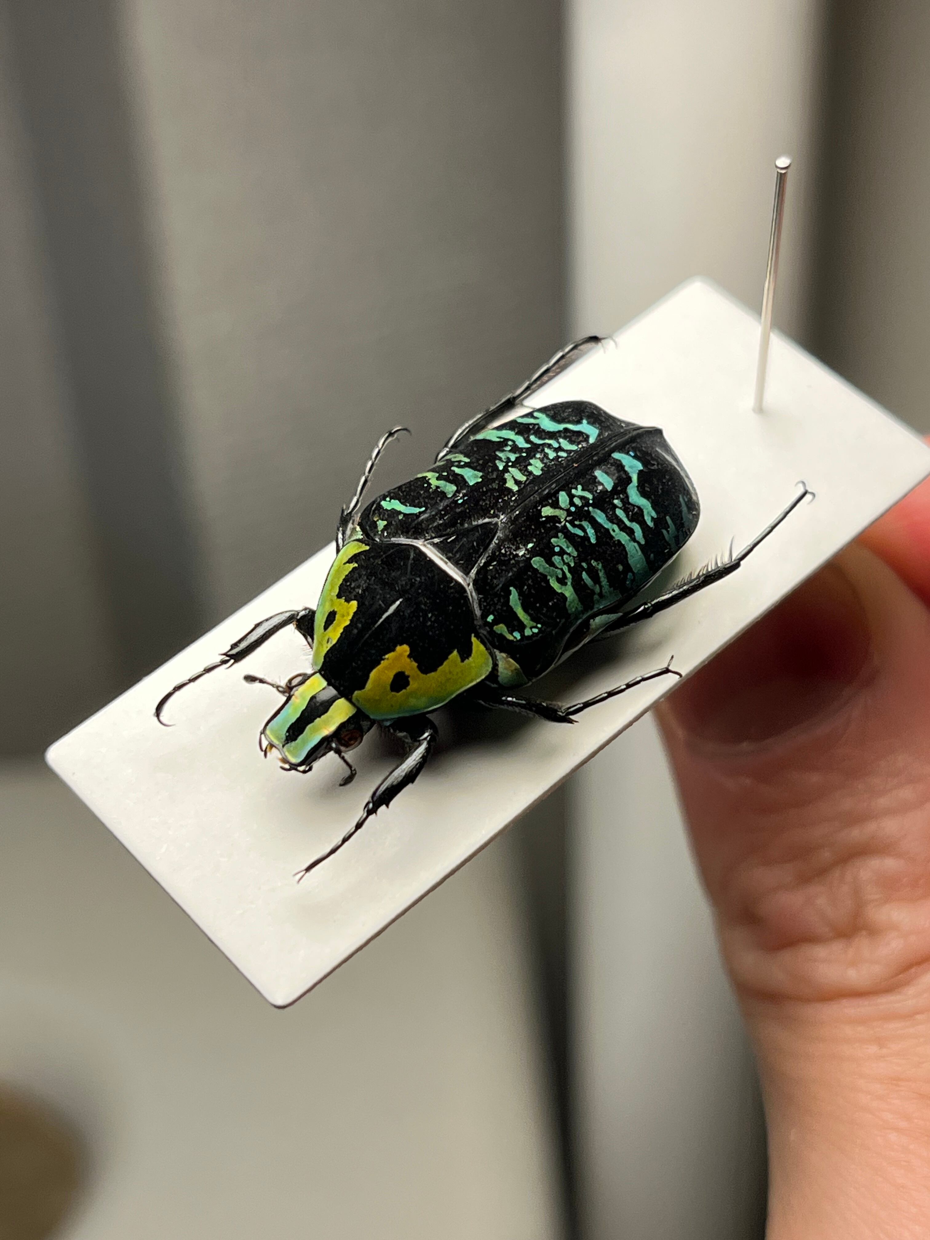 33mm】漆を塗ったようなミツノカナブン 標本カメノコブイブイプラチナ