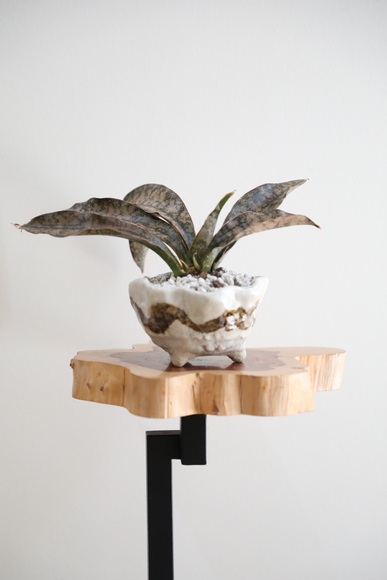 【S】サンスベリア キルキーコバトーン/Sanseveria Powellii　※陶器鉢付き